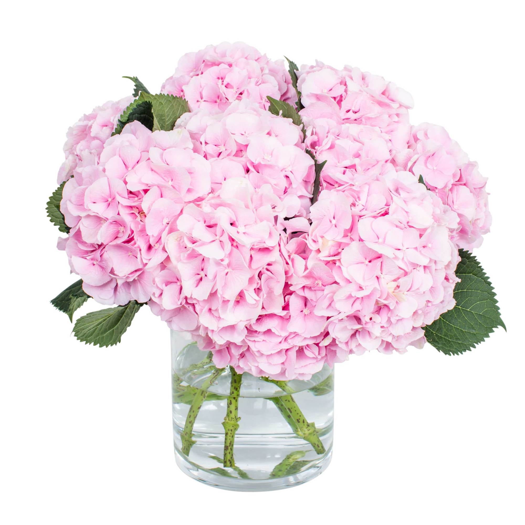 Hydrangea4937　1202 20220619070635_file_62af73bbca