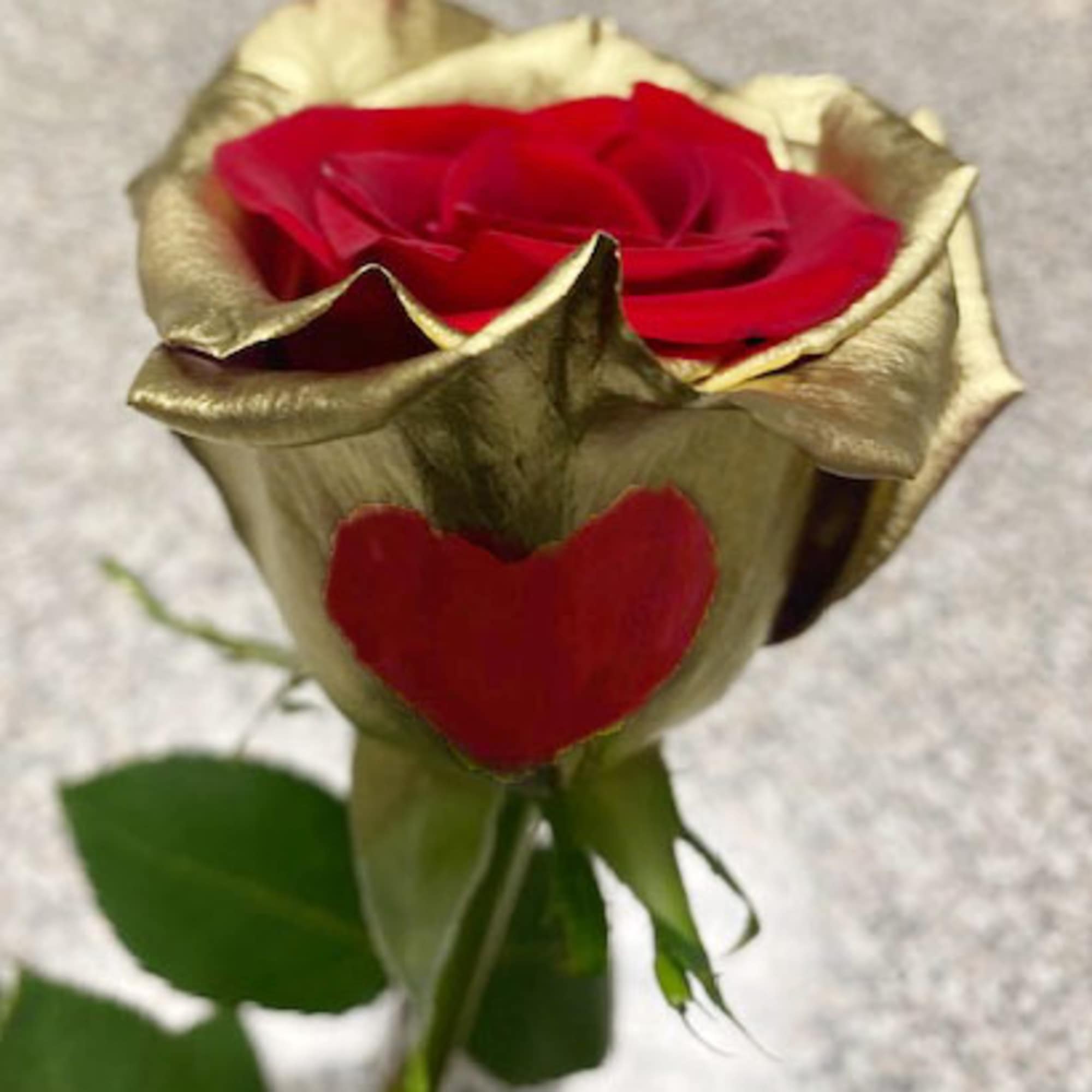 One of a kind fresh red 70cm rose with a gold outer One of a kind fresh red 70cm rose with a gold outer
