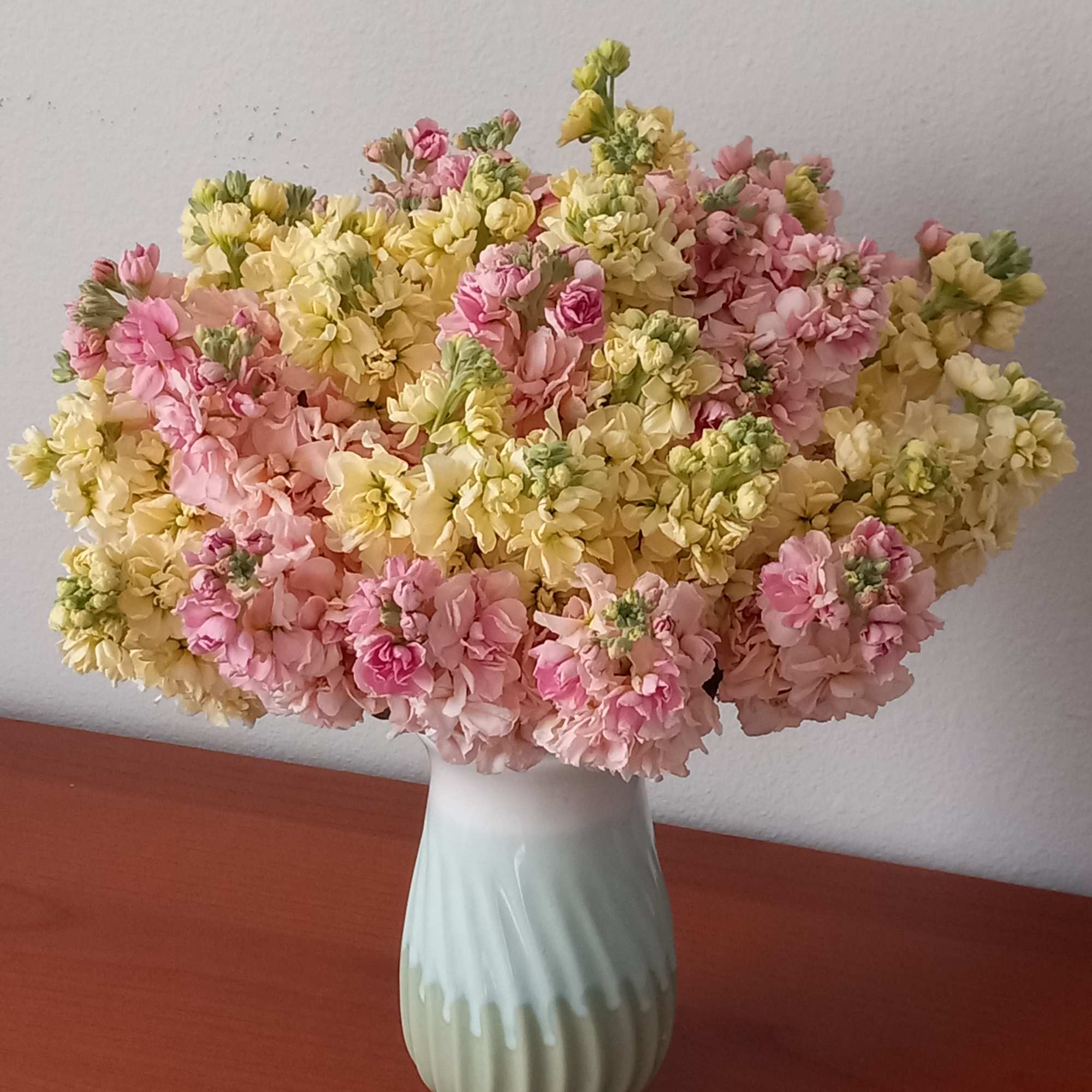 Arrangement of yellow and pink stocks.  Different colors might be requested