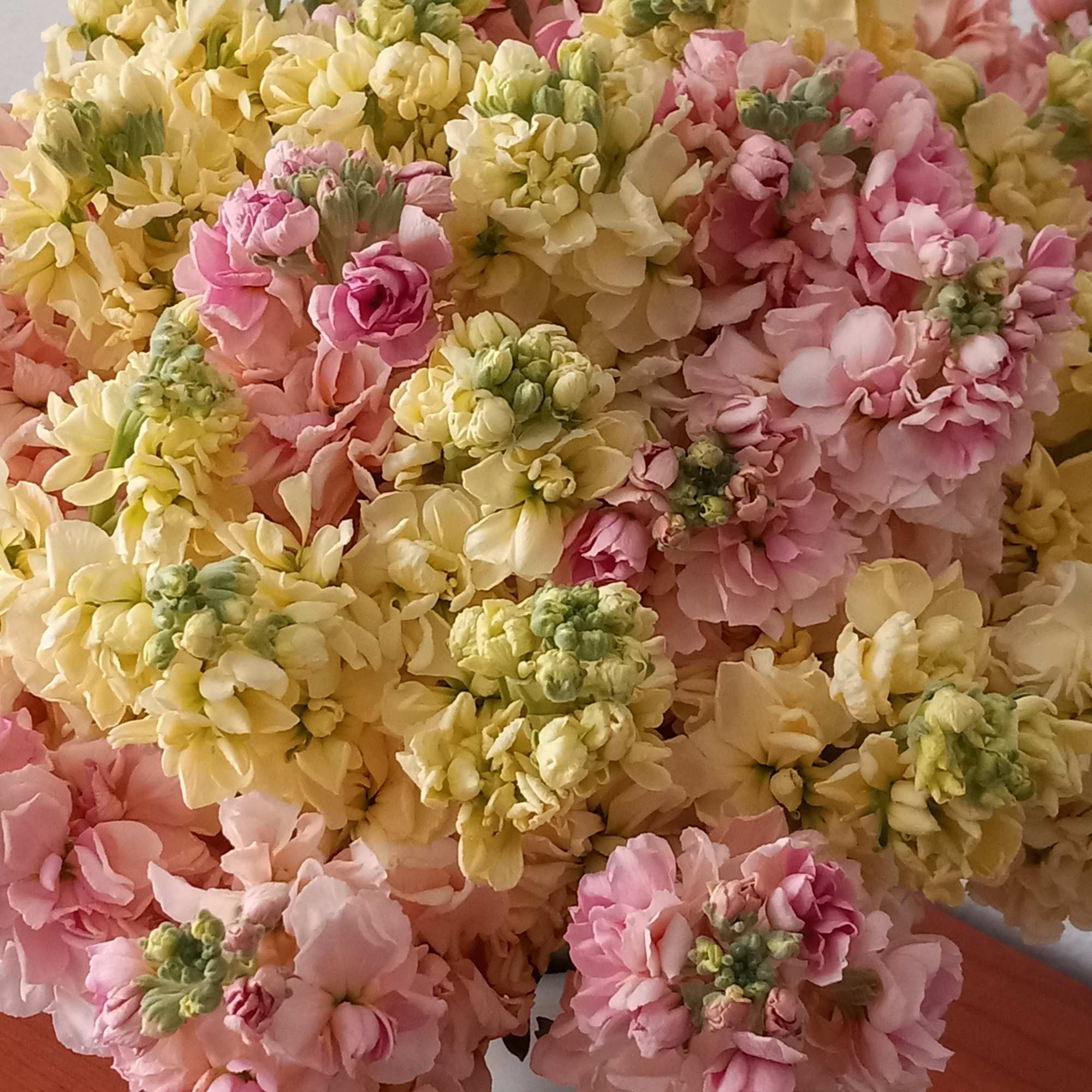 Arrangement of yellow and pink stocks.  Different colors might be requested