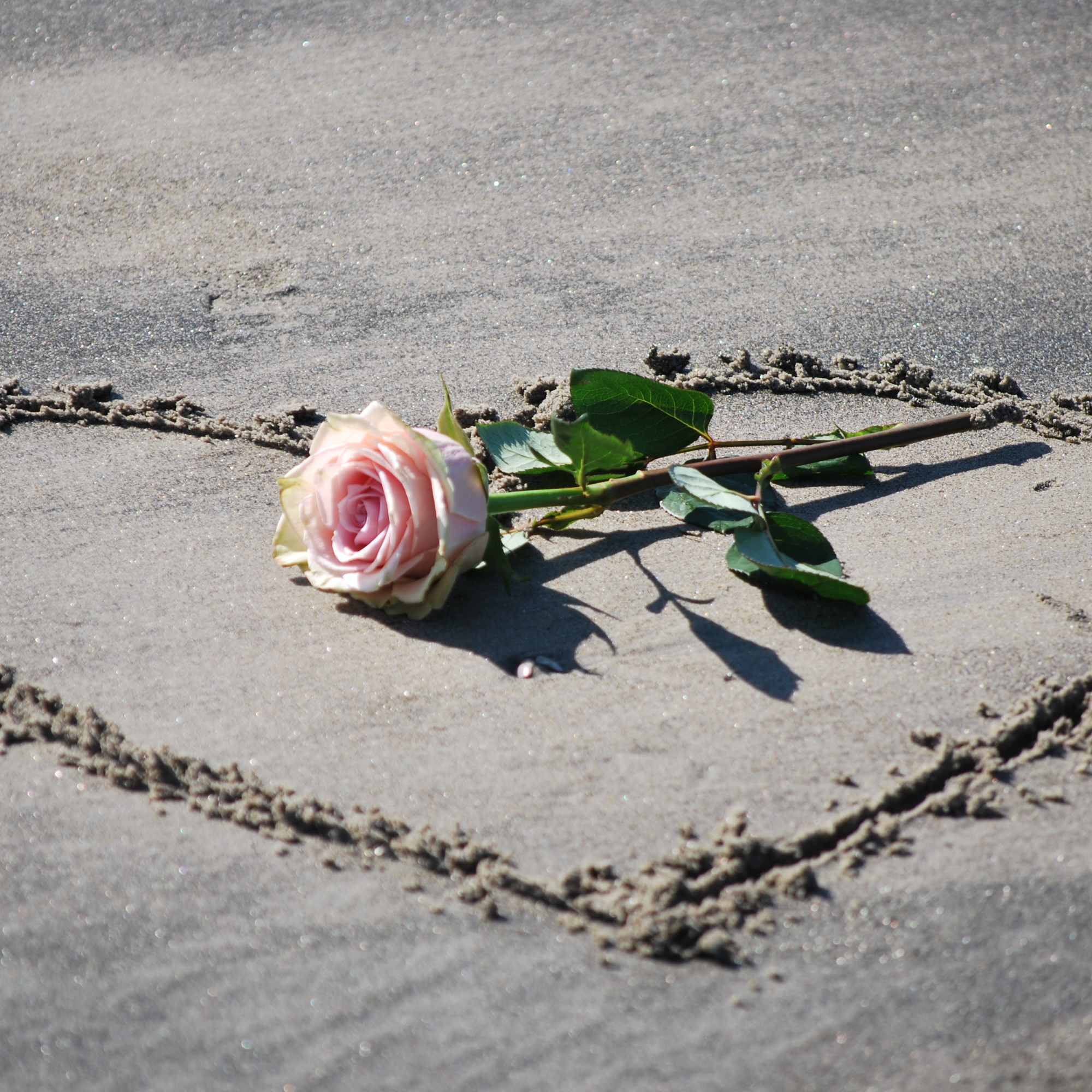 Single Rose ( pick up only at the shop) Different colors are