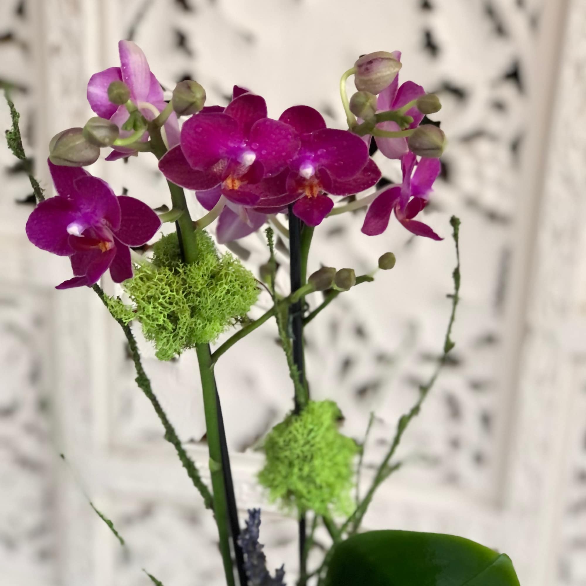 Sweet yet vibrant miniature, fuchsia phalaenopsis orchid plant presented in an organic