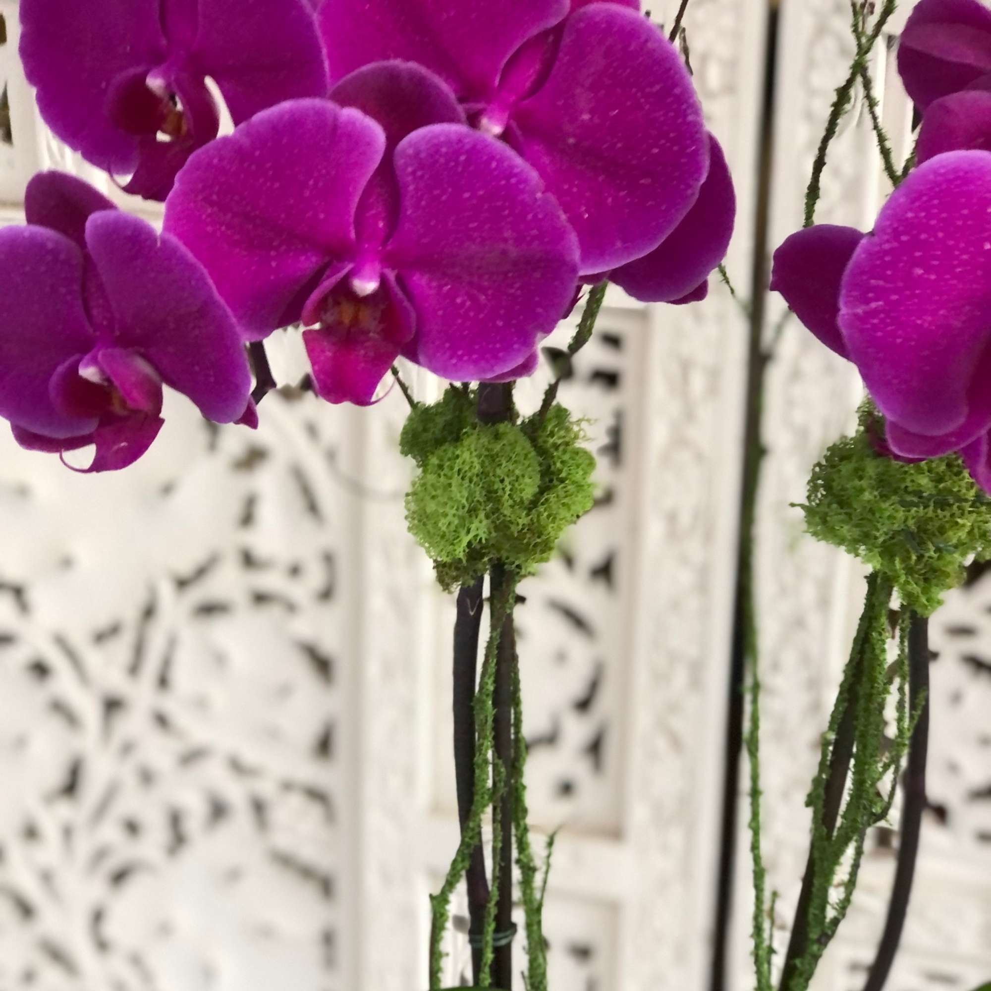 Fuchsia phalaenopsis orchid in organic, white, ceramic pot with velvety, green mood