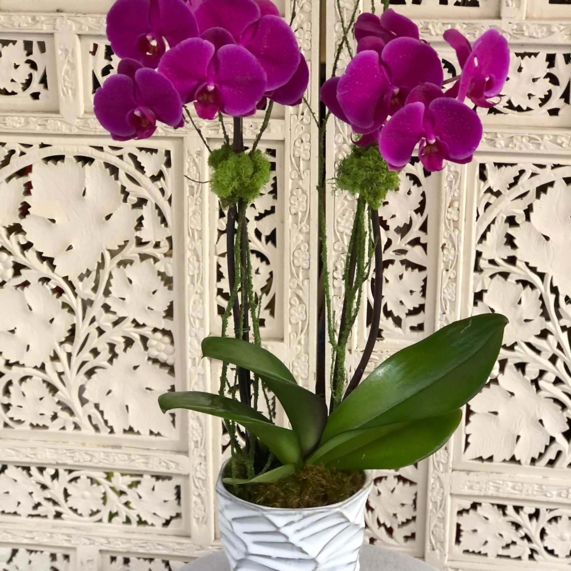 Fuchsia phalaenopsis orchid in organic, white, ceramic pot with velvety, green mood