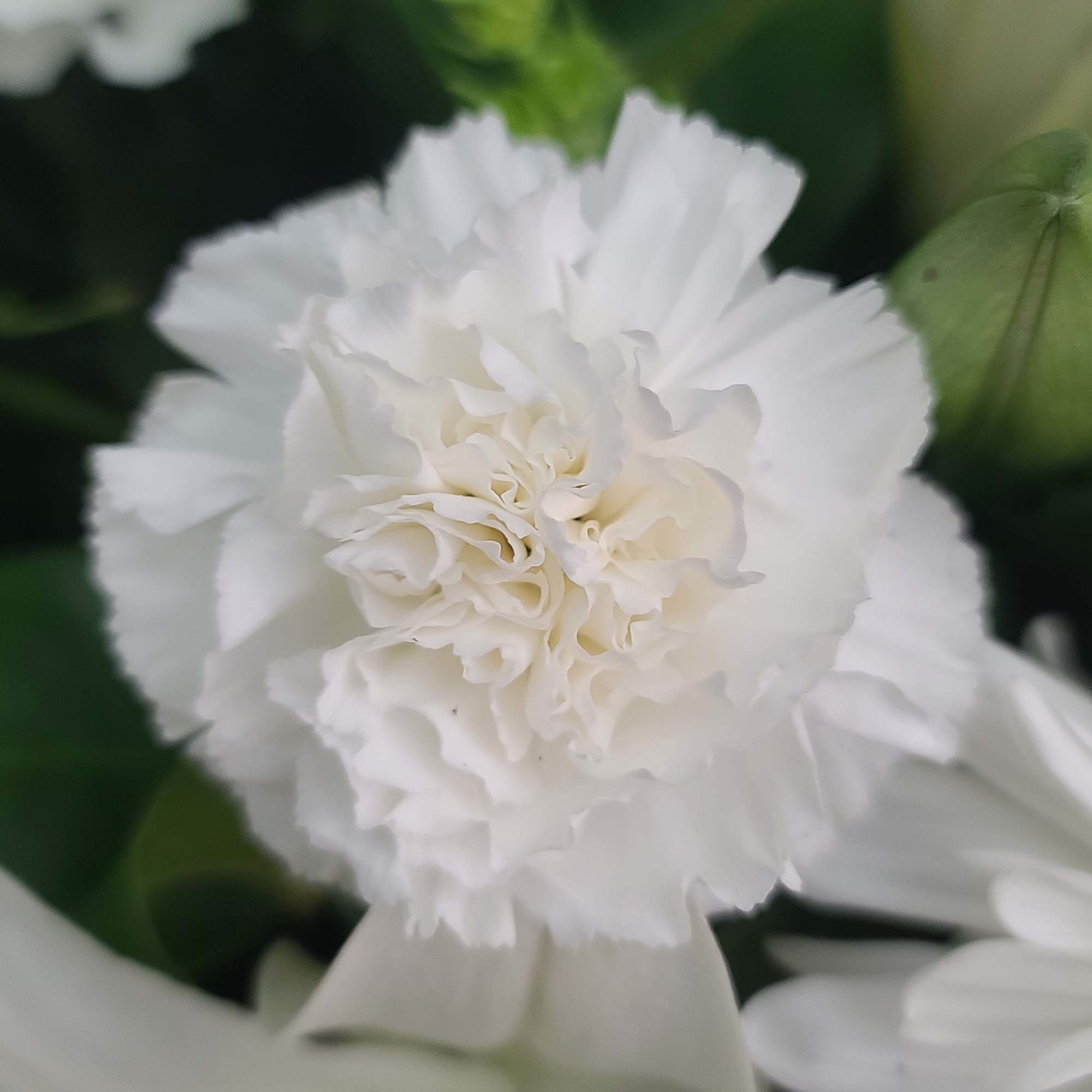 Casket spray in all white flowers.
