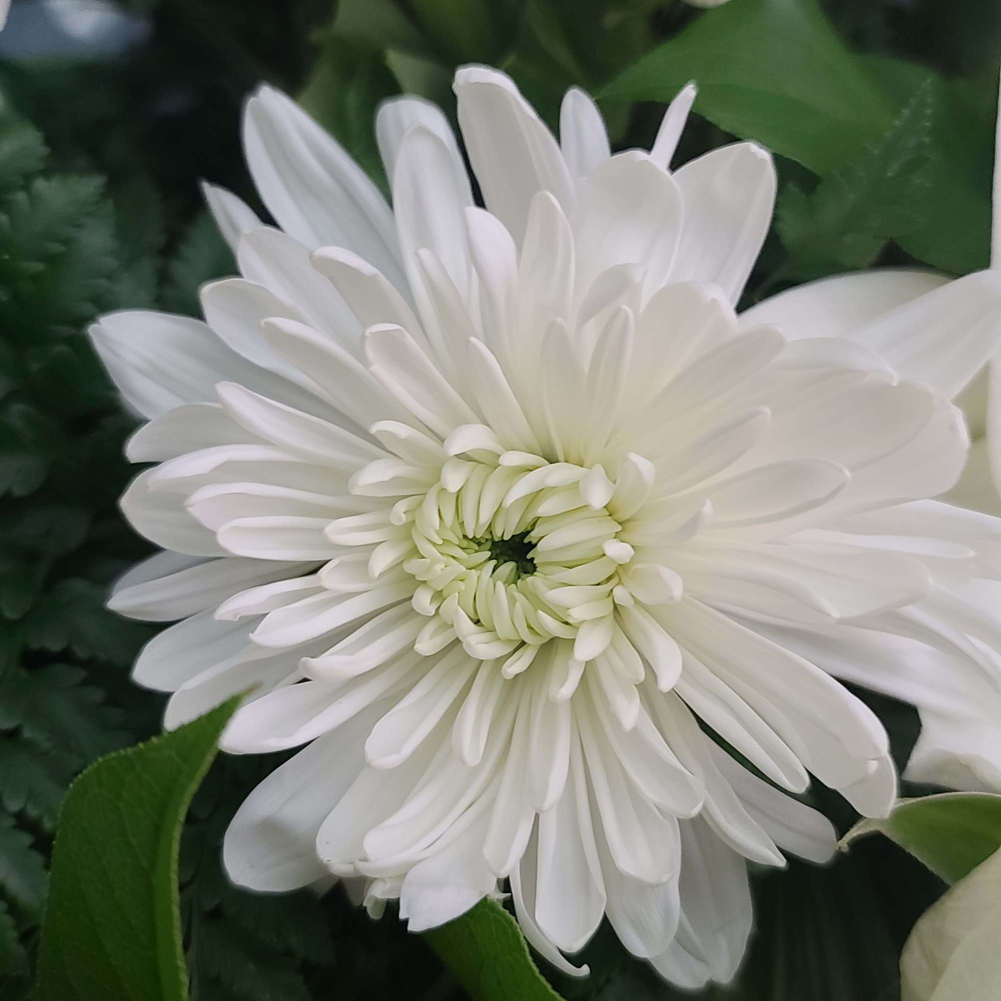 Casket spray in all white flowers.
