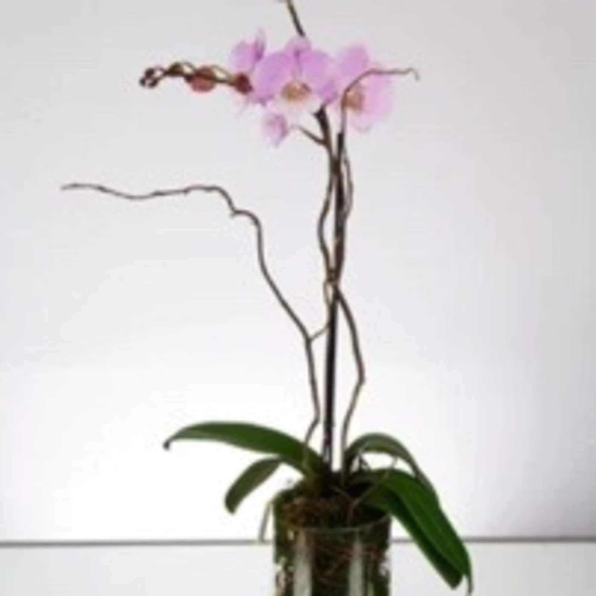 Mini Pink Orchid in a Glass vase and river rocks and moss