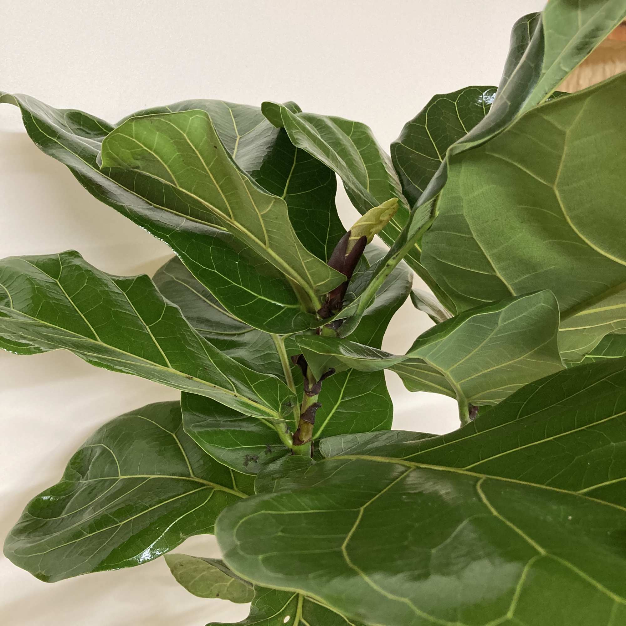 Fiddle Leaf Fig in basket with ribbon is the standard. Premium uses