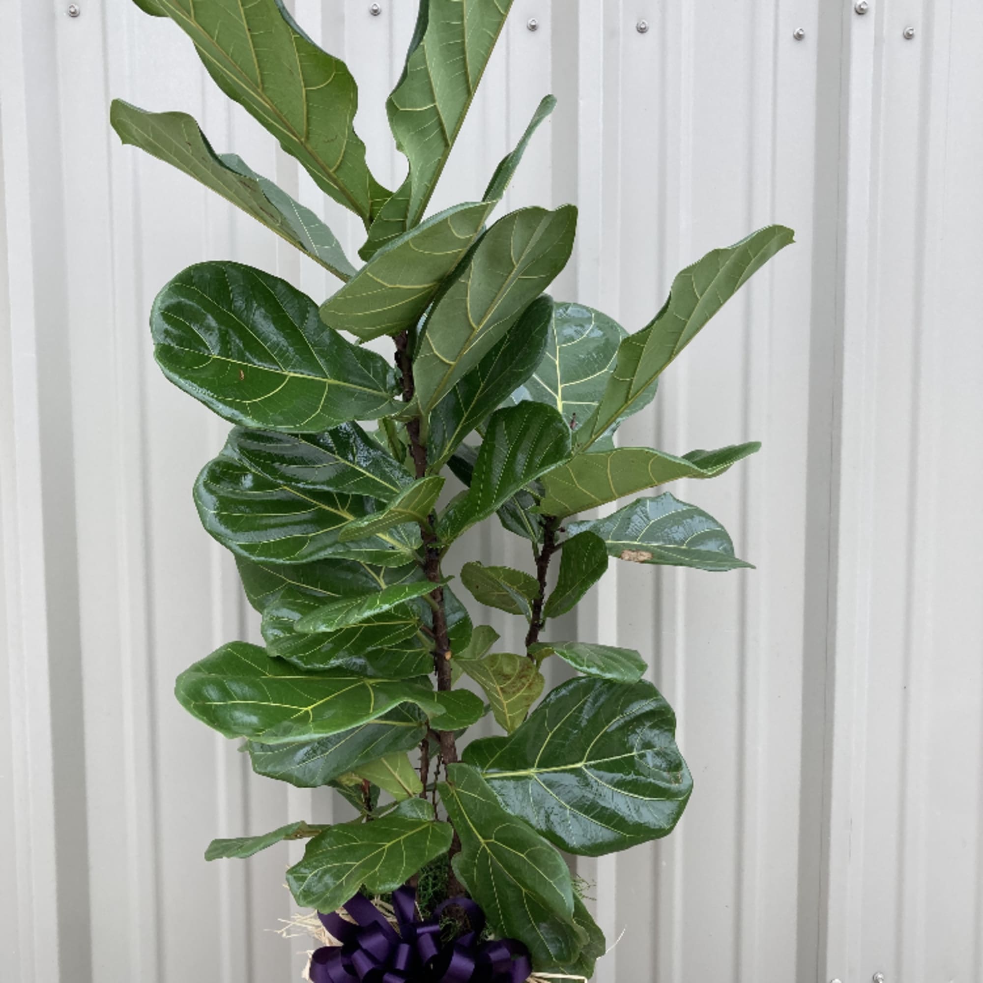 Fiddle Leaf Fig in basket with ribbon is the standard. Premium uses