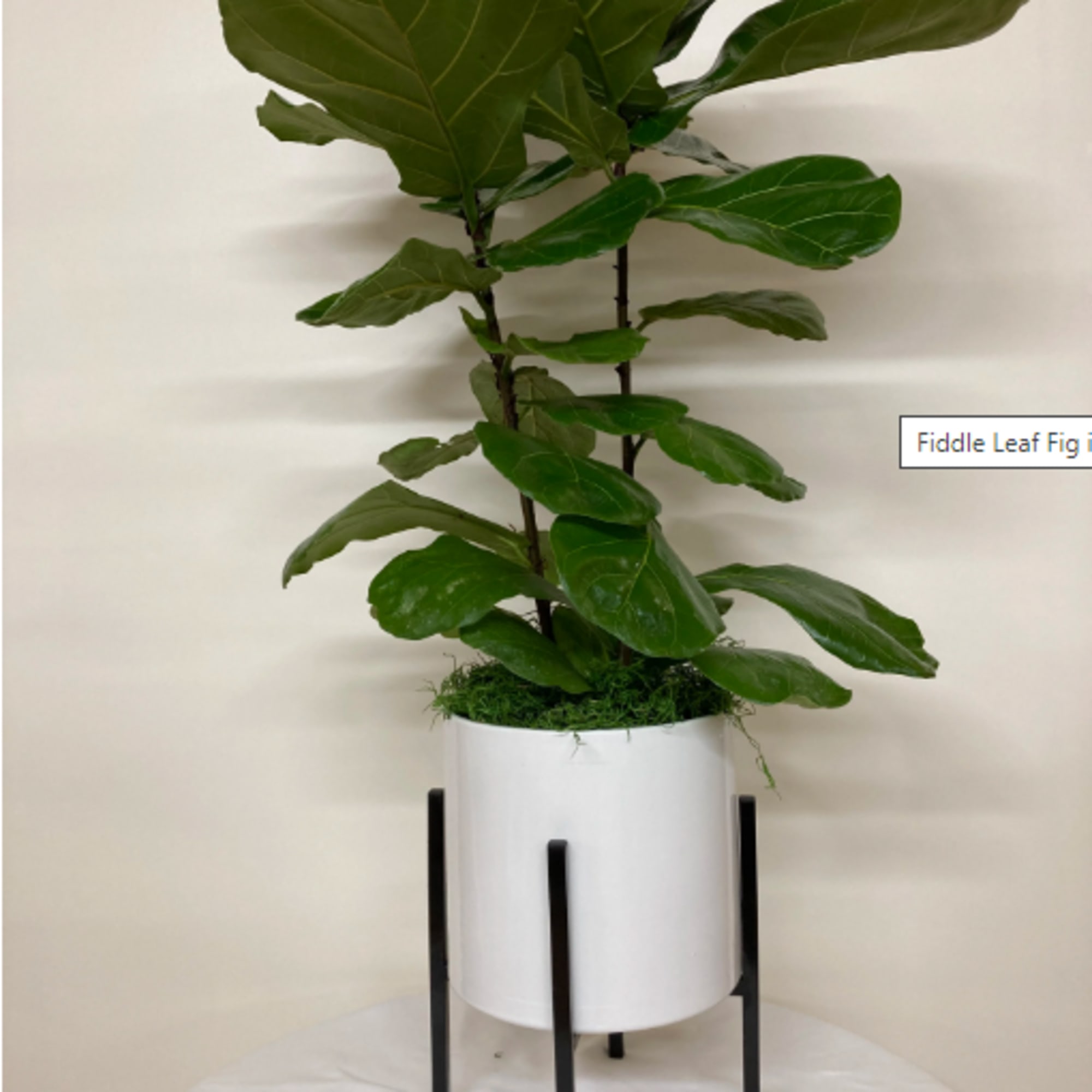 Fiddle Leaf Fig in basket with ribbon is the standard. Premium uses