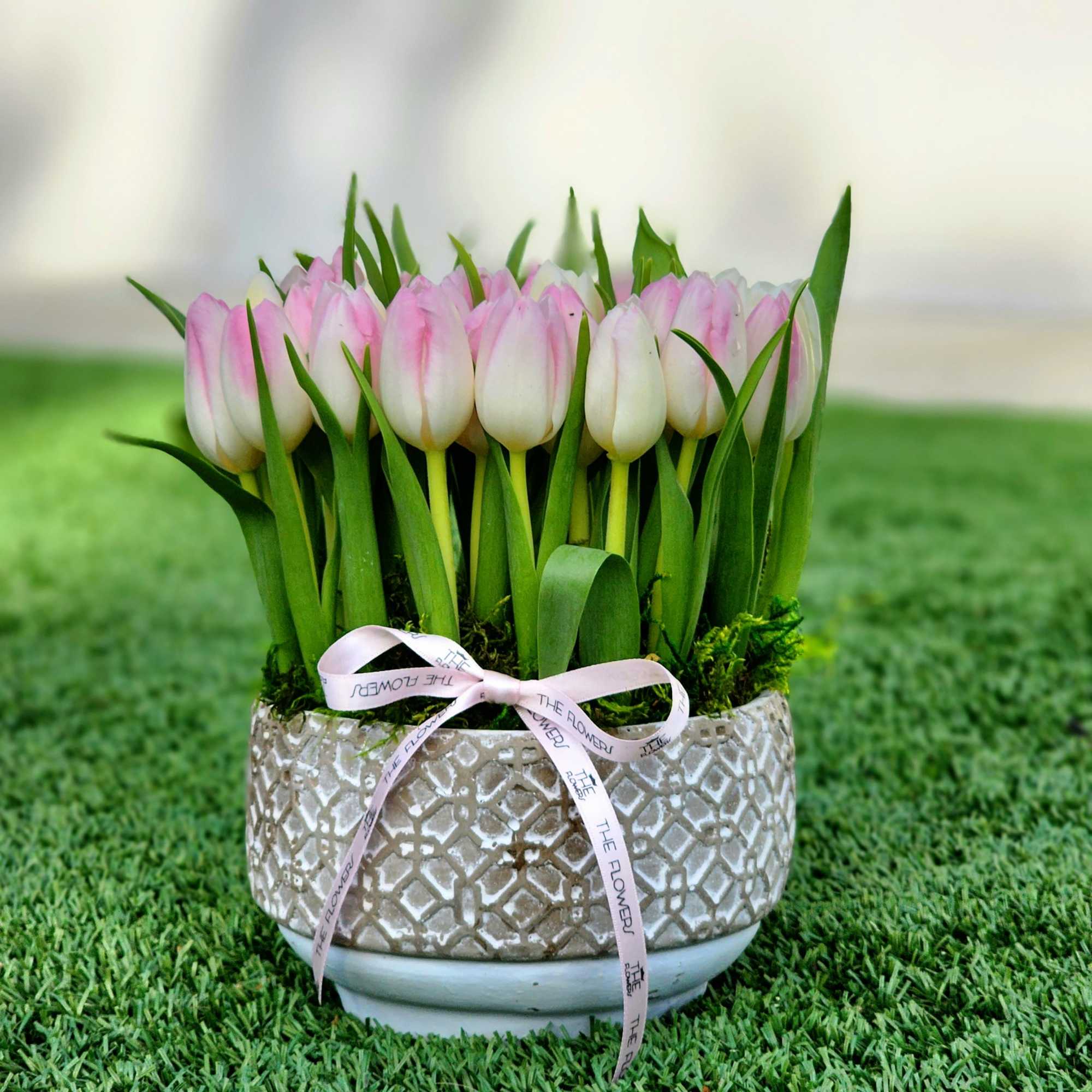 Tulips are one of the most romantic flowers, as they look very