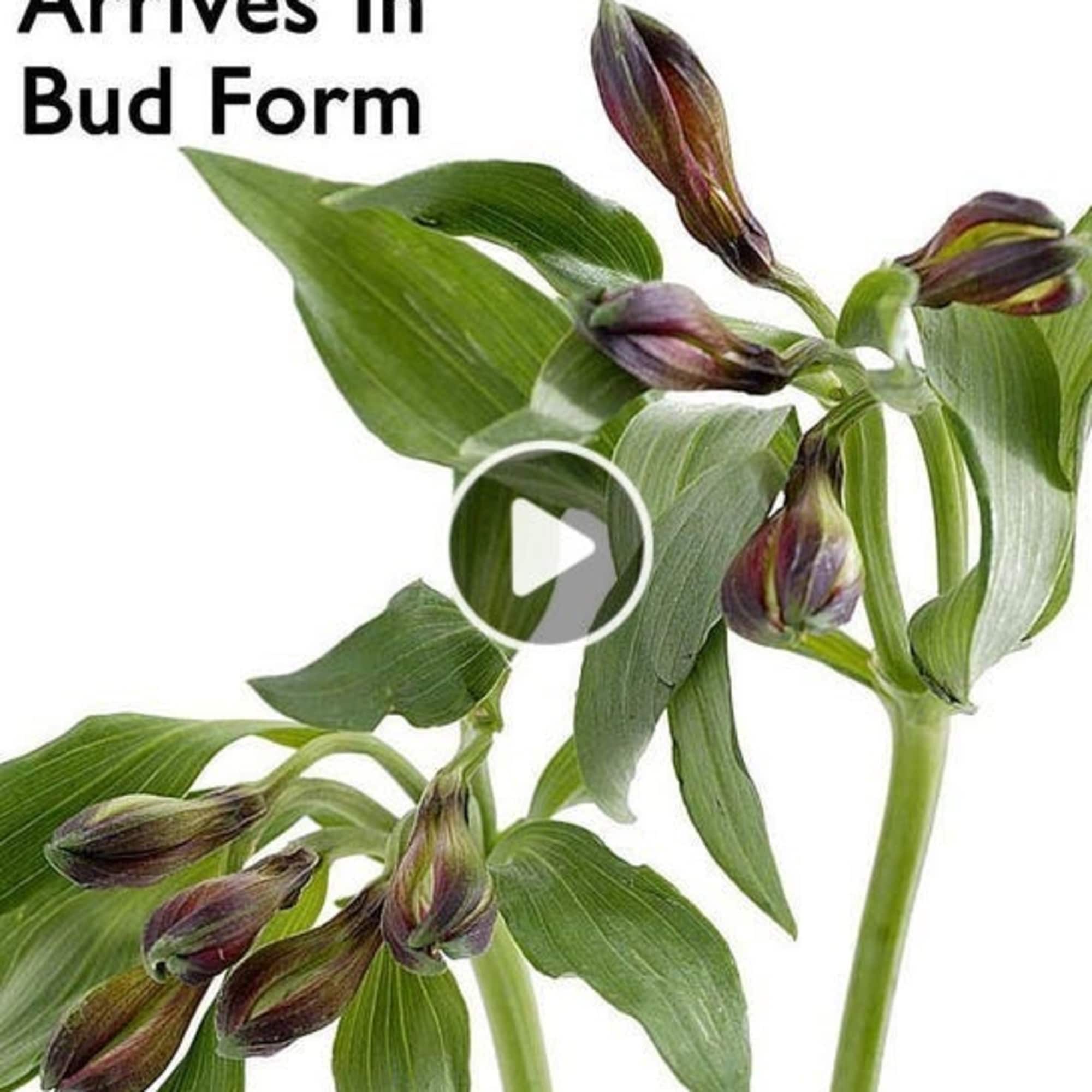 Celebrate someone special with a gift pairing full of sentiment and sweetness. Celebrate someone special with a gift pairing full of sentiment and sweetness.