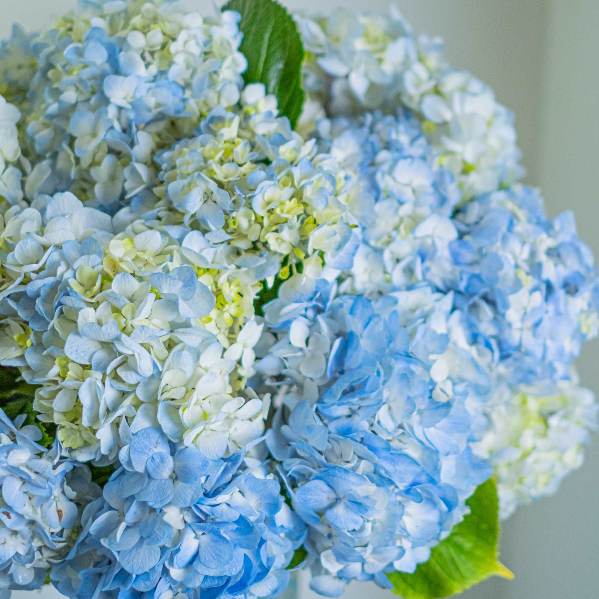 Ecuadorian Hydrangeas used in our bouquets are fragrant inflorescences fluffy like a