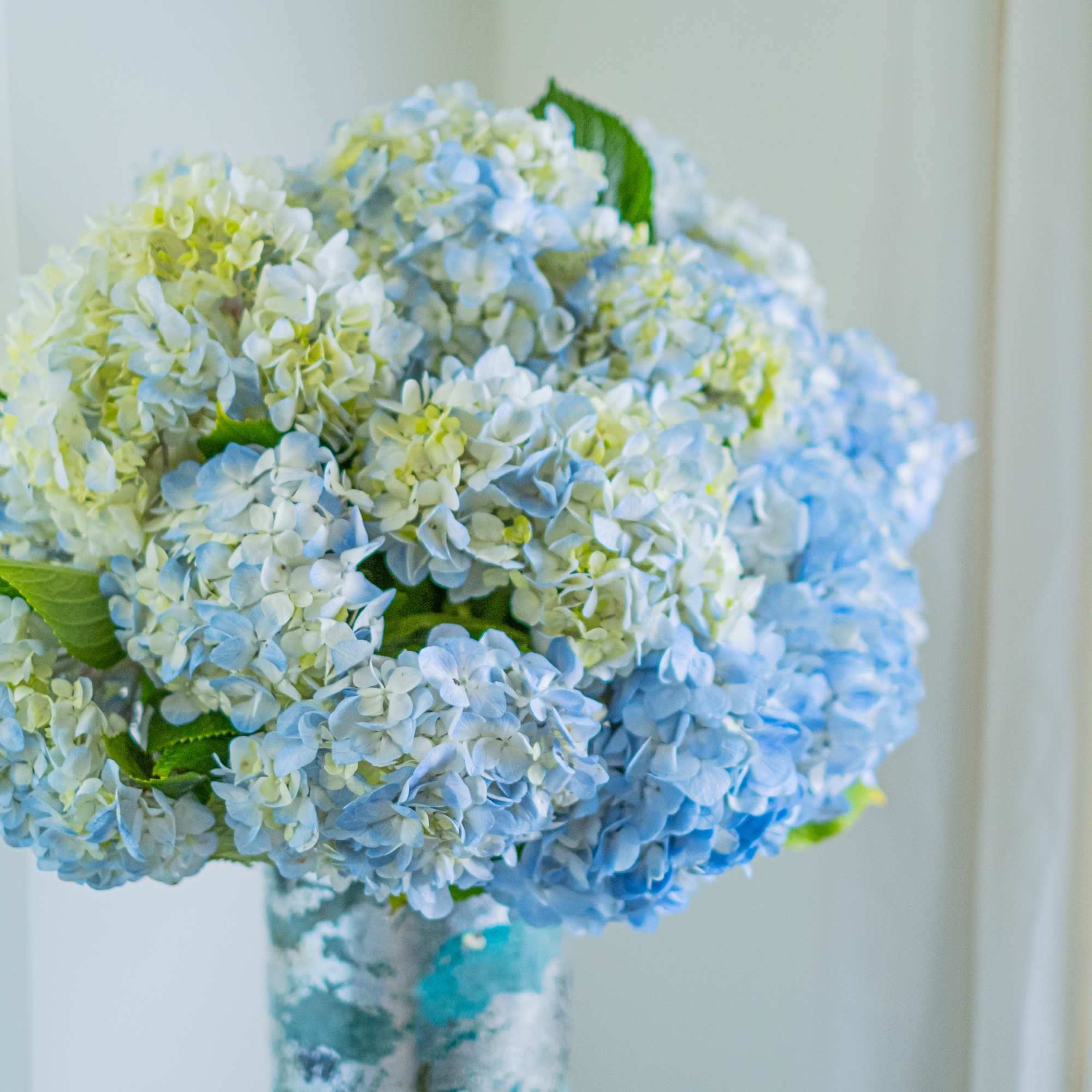 Ecuadorian Hydrangeas used in our bouquets are fragrant inflorescences fluffy like a