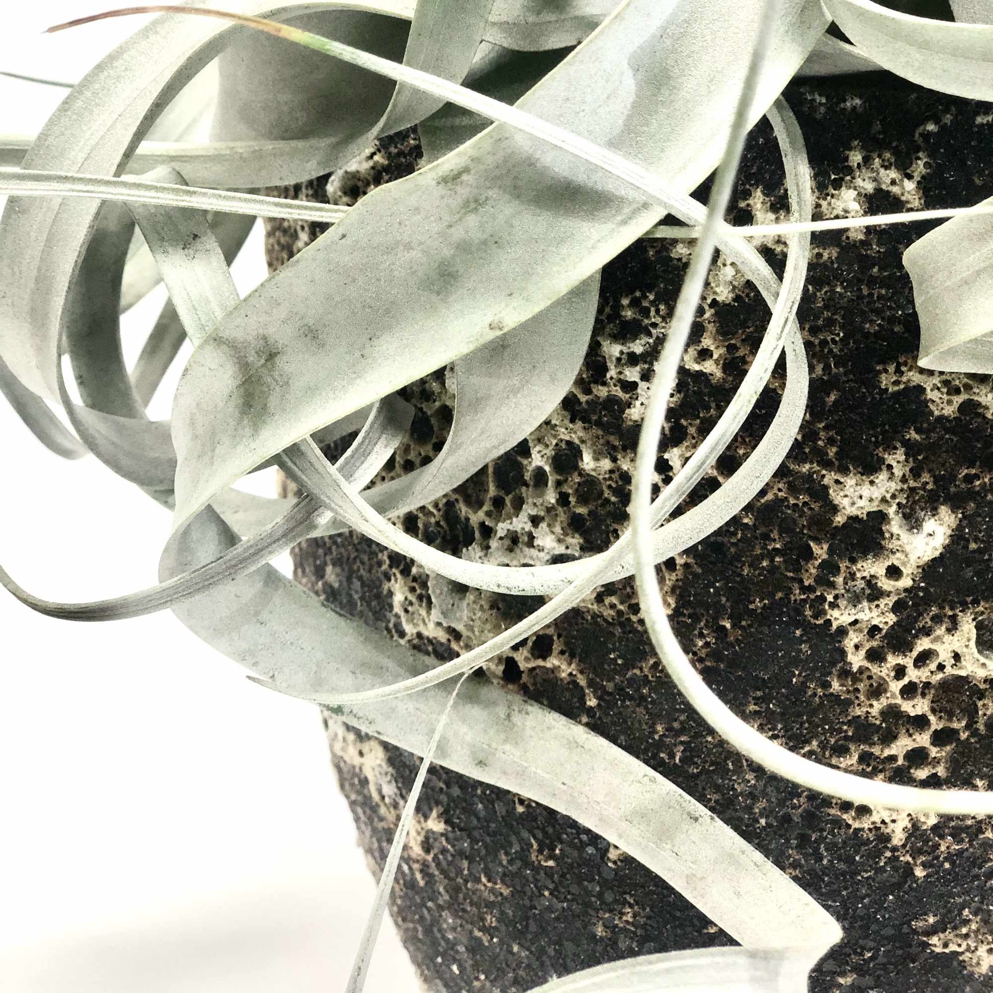 A large air plant placed on a rustic pot (7.5"x7.5") A large air plant placed on a rustic pot (7.5"x7.5")