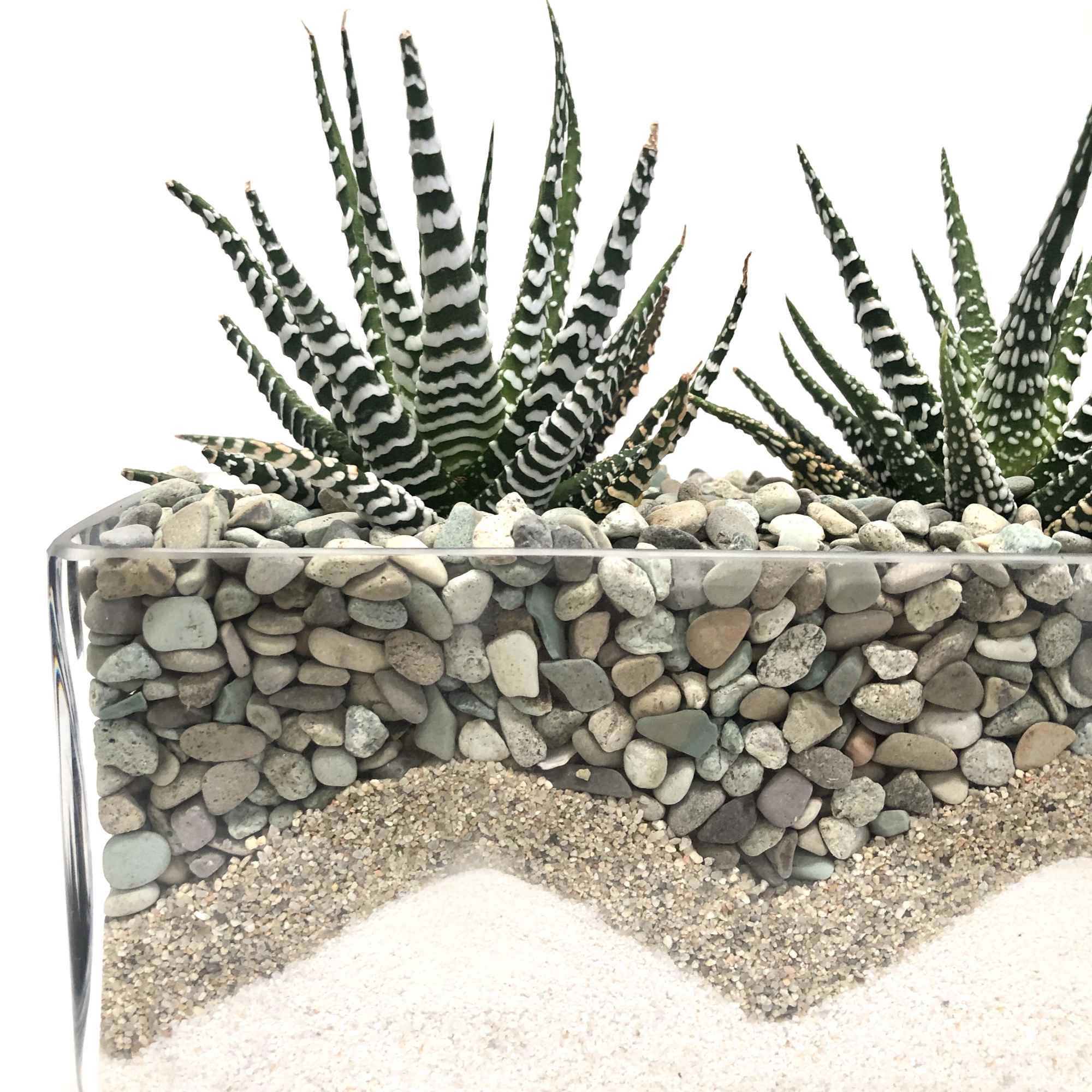 4 zebras with pebbles and sand designed in 16x4x3.75" glass container. 4 zebras with pebbles and sand designed in 16x4x3.75" glass container.