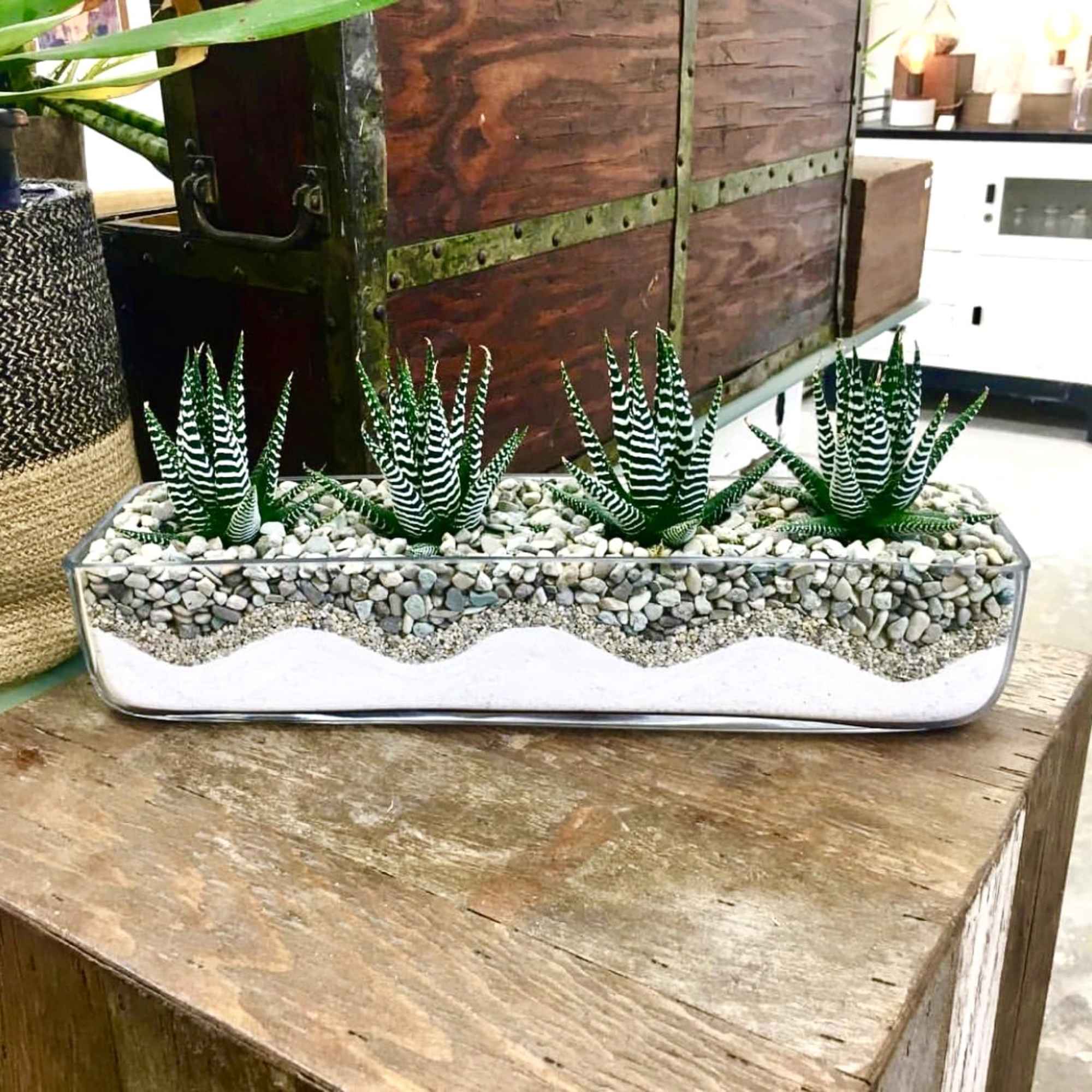 4 zebras with pebbles and sand designed in 16x4x3.75" glass container. 4 zebras with pebbles and sand designed in 16x4x3.75" glass container.