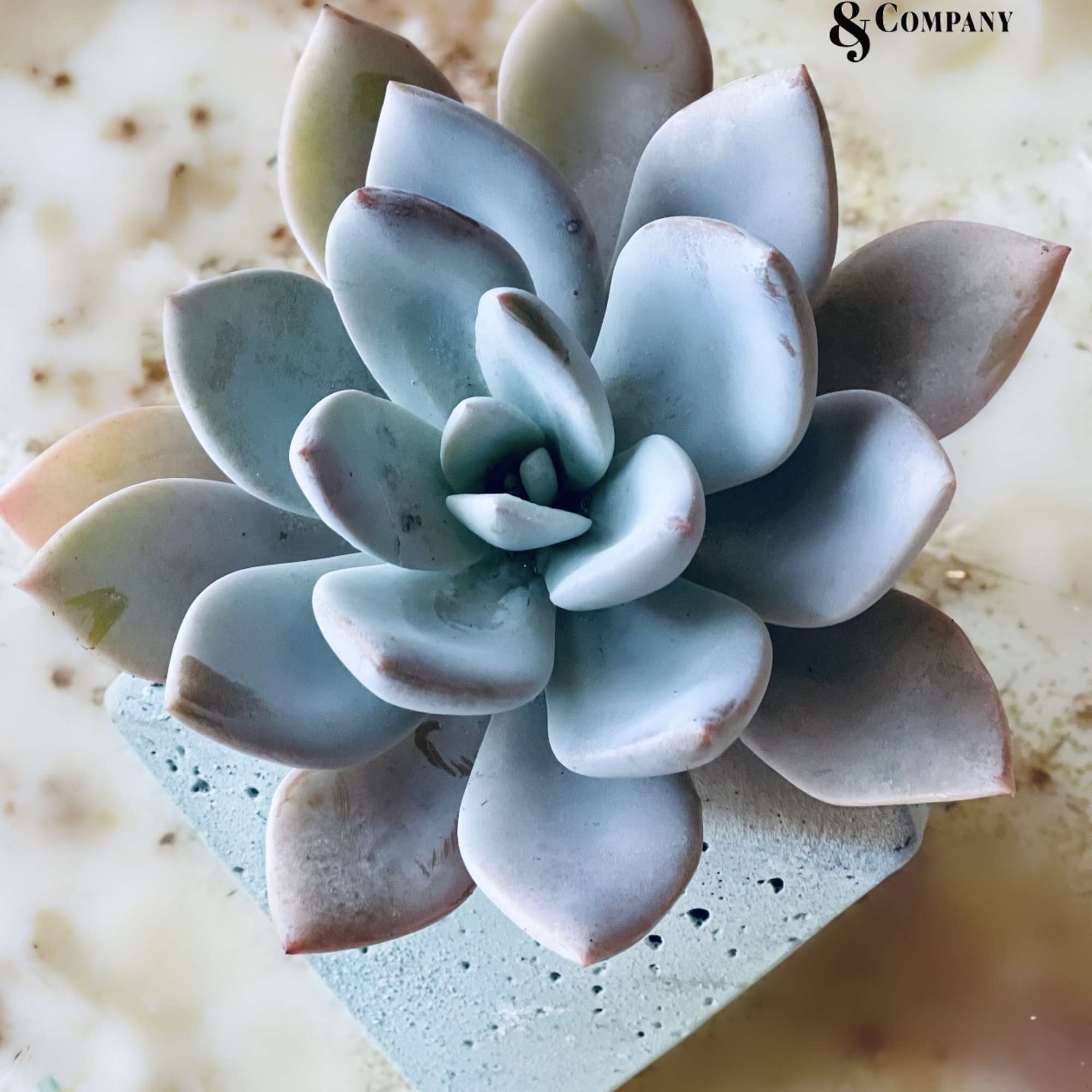 Echeveria Grosso succulent potted inside a geometric cement container. 