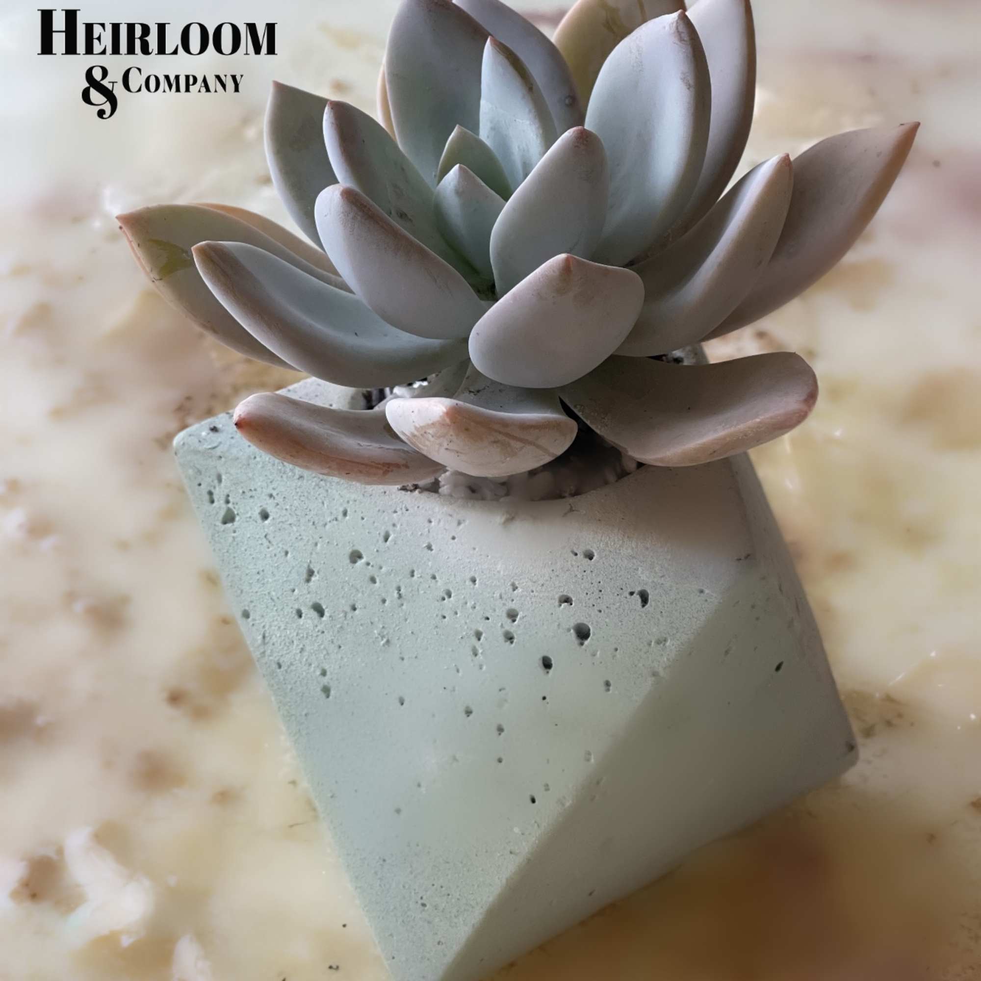 Echeveria Grosso succulent potted inside a geometric cement container. 