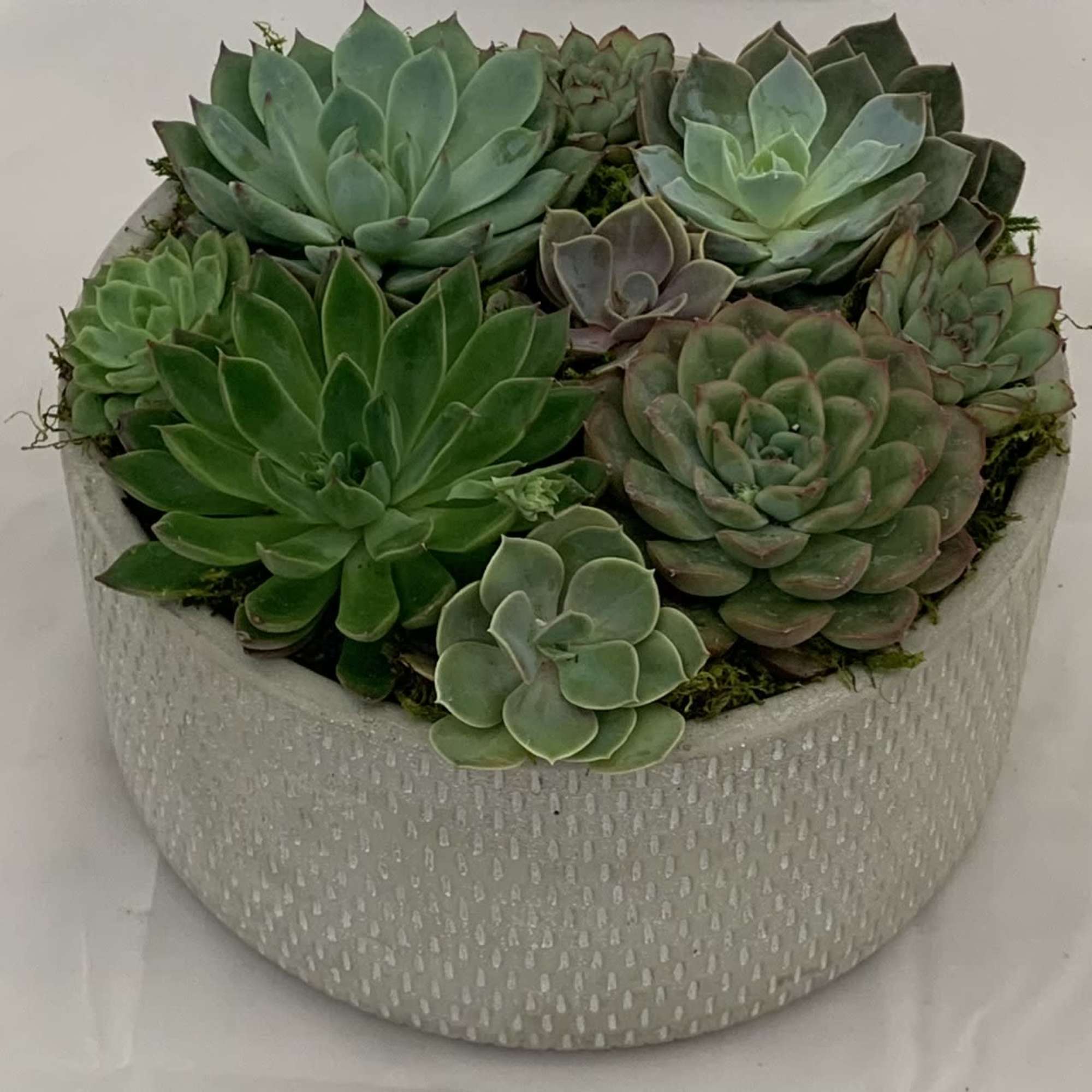 A beautiful ceramic or cement bowl filled with succulents. 