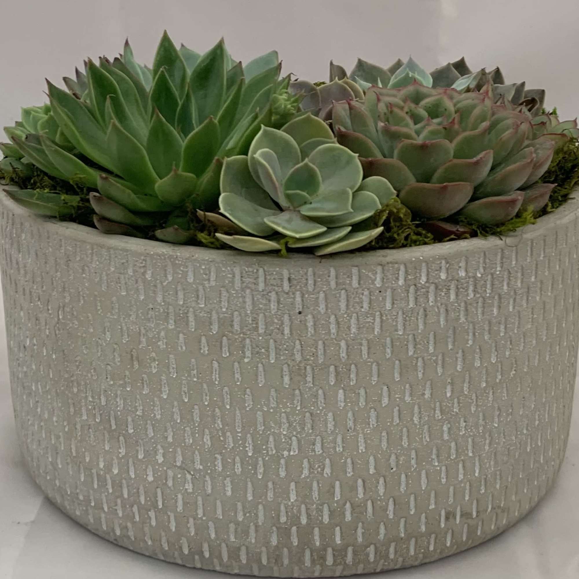 A beautiful ceramic or cement bowl filled with succulents. 
