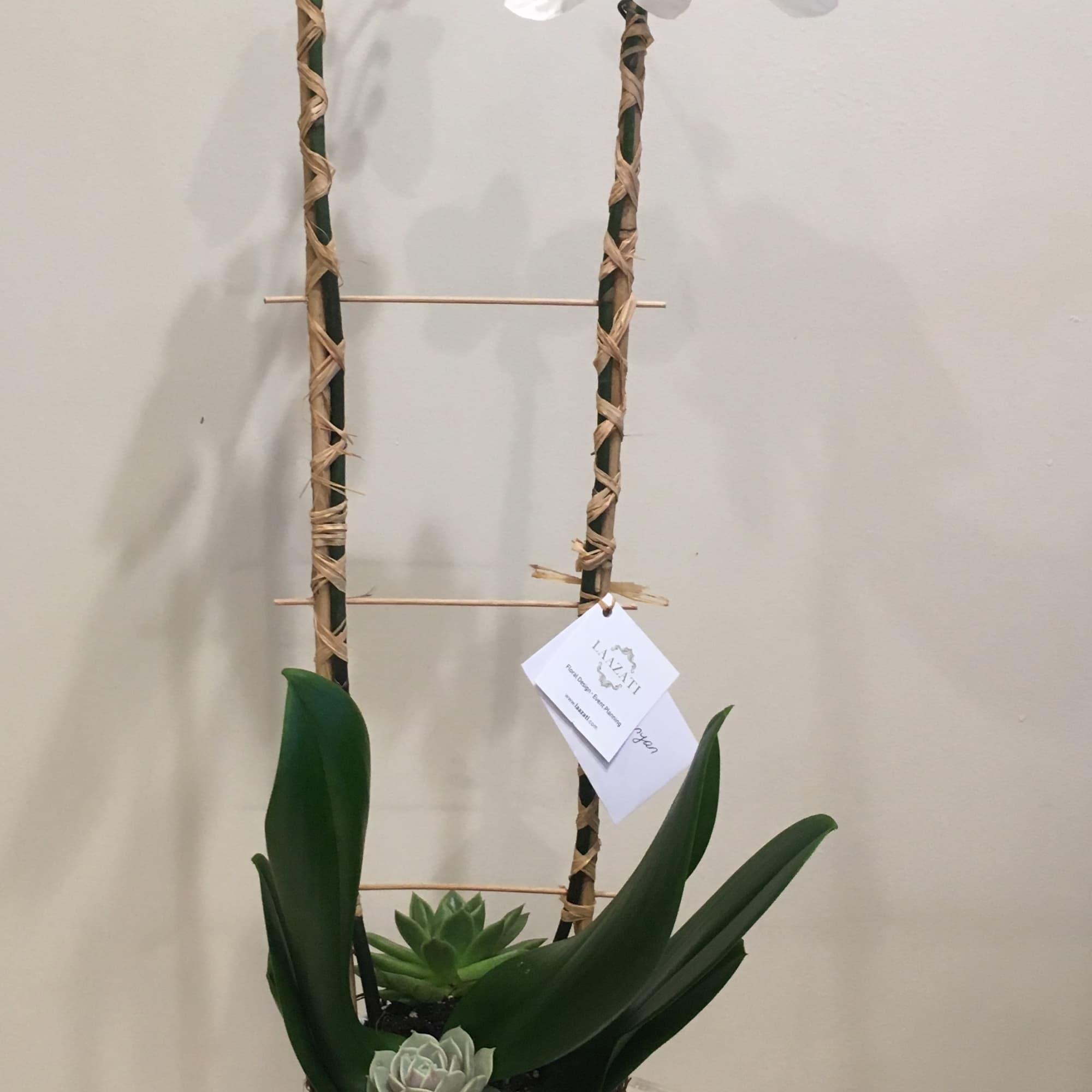 Easy to love white Phalaenopsis Orchid by Laazati
