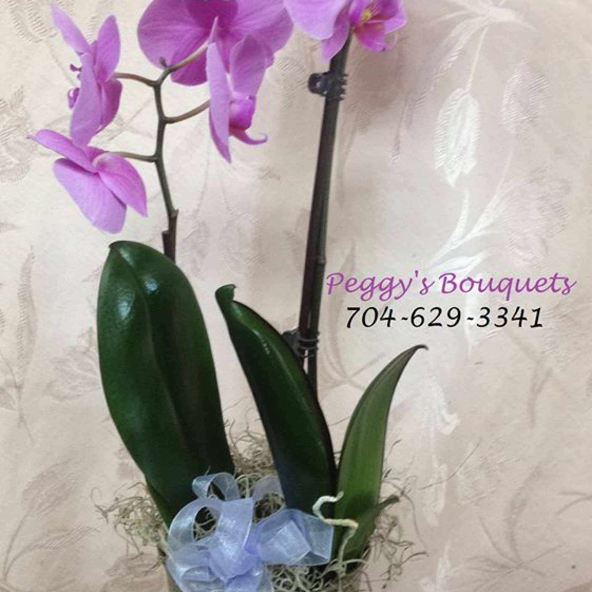 A beautiful and unique indoor plant.  Blooms are colorful and fragrant. A beautiful and unique indoor plant.  Blooms are colorful and fragrant.