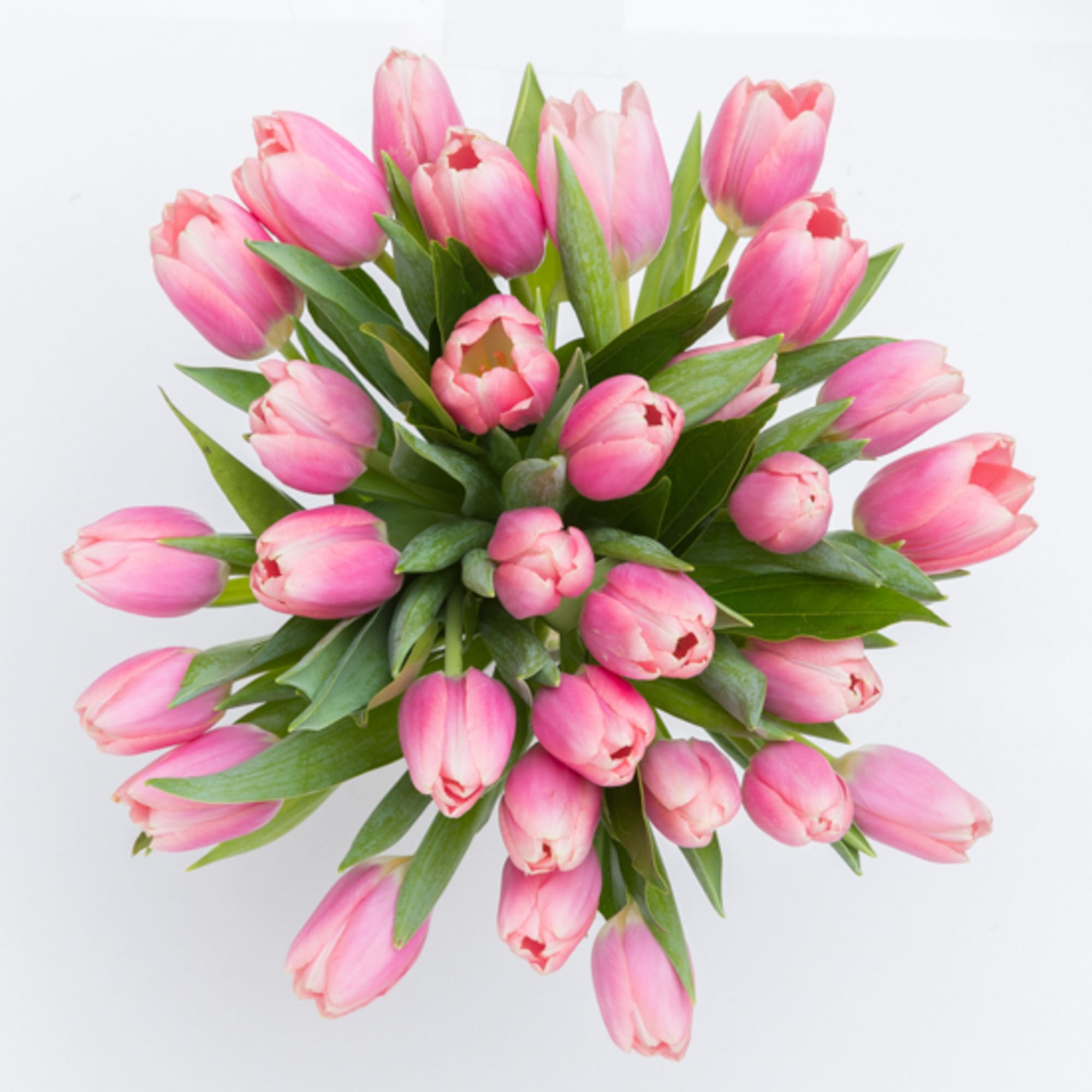 Tulips hold a special place in our heart! These lollipop pink tulips