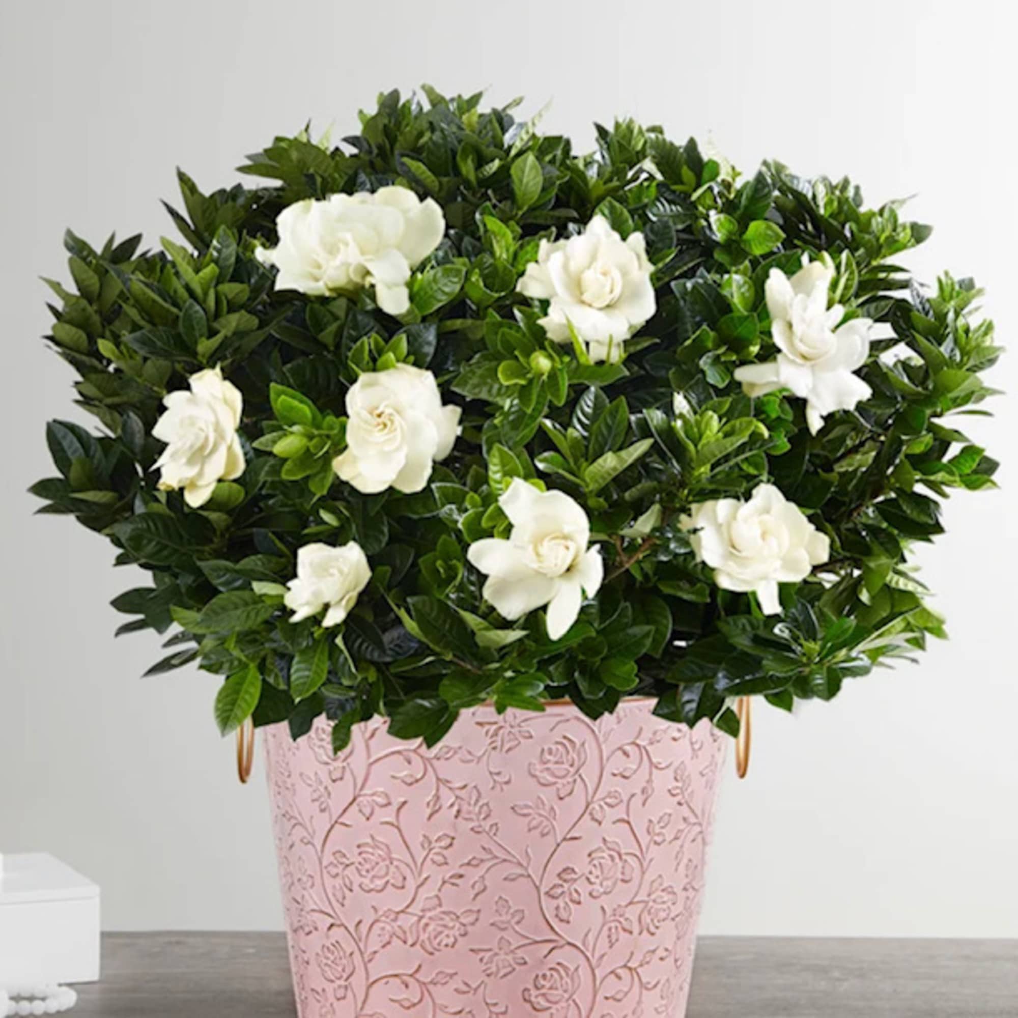 GARDINIA PLANT in Amityville, NY | Flowers by Mcruz