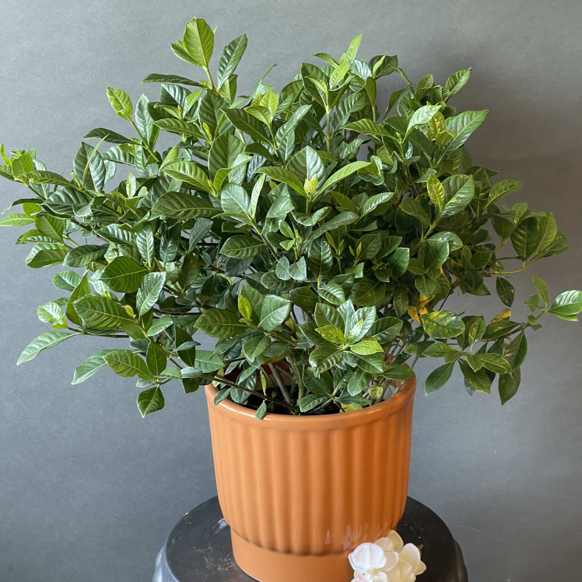Ready to bloom gardenia plant in premium quality ceramic pot