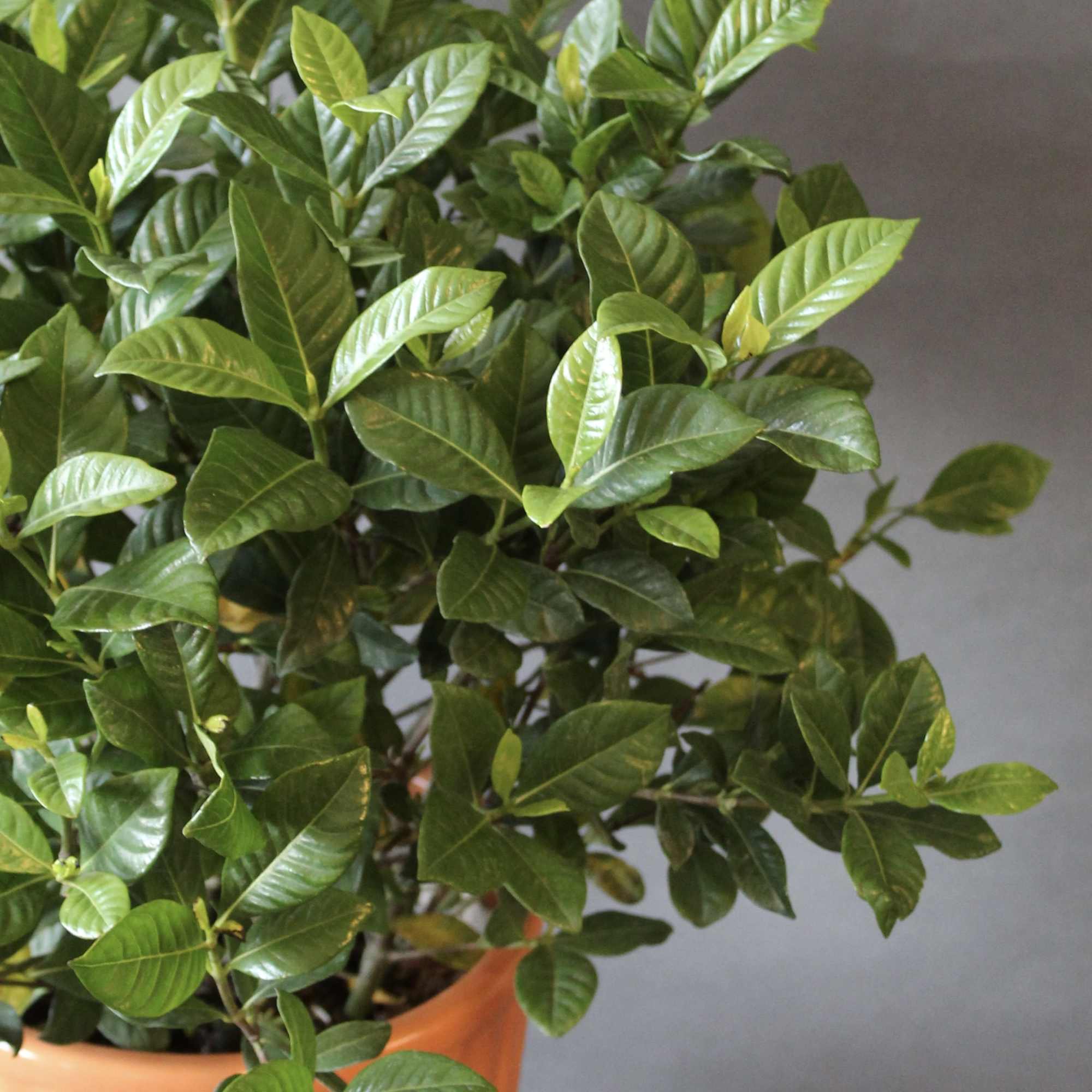 Ready to bloom gardenia plant in premium quality ceramic pot