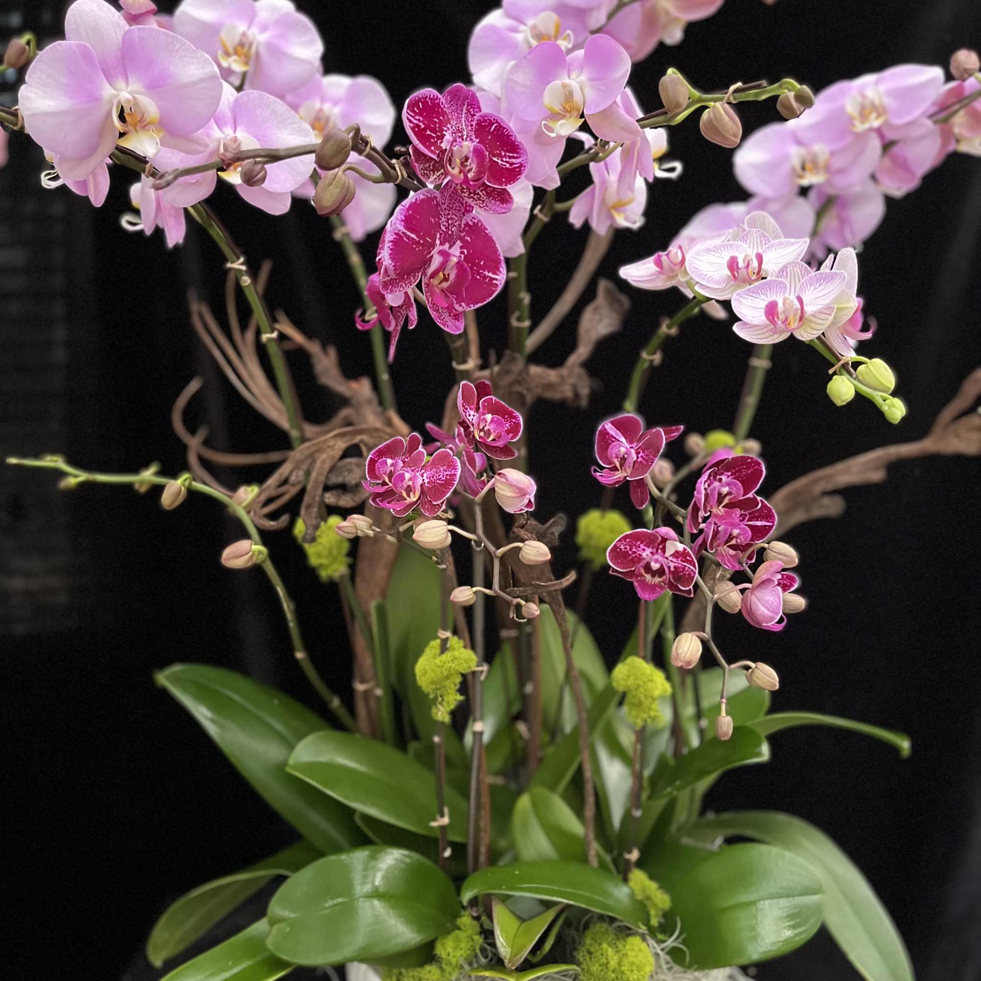 Mix custom Phal. Design 