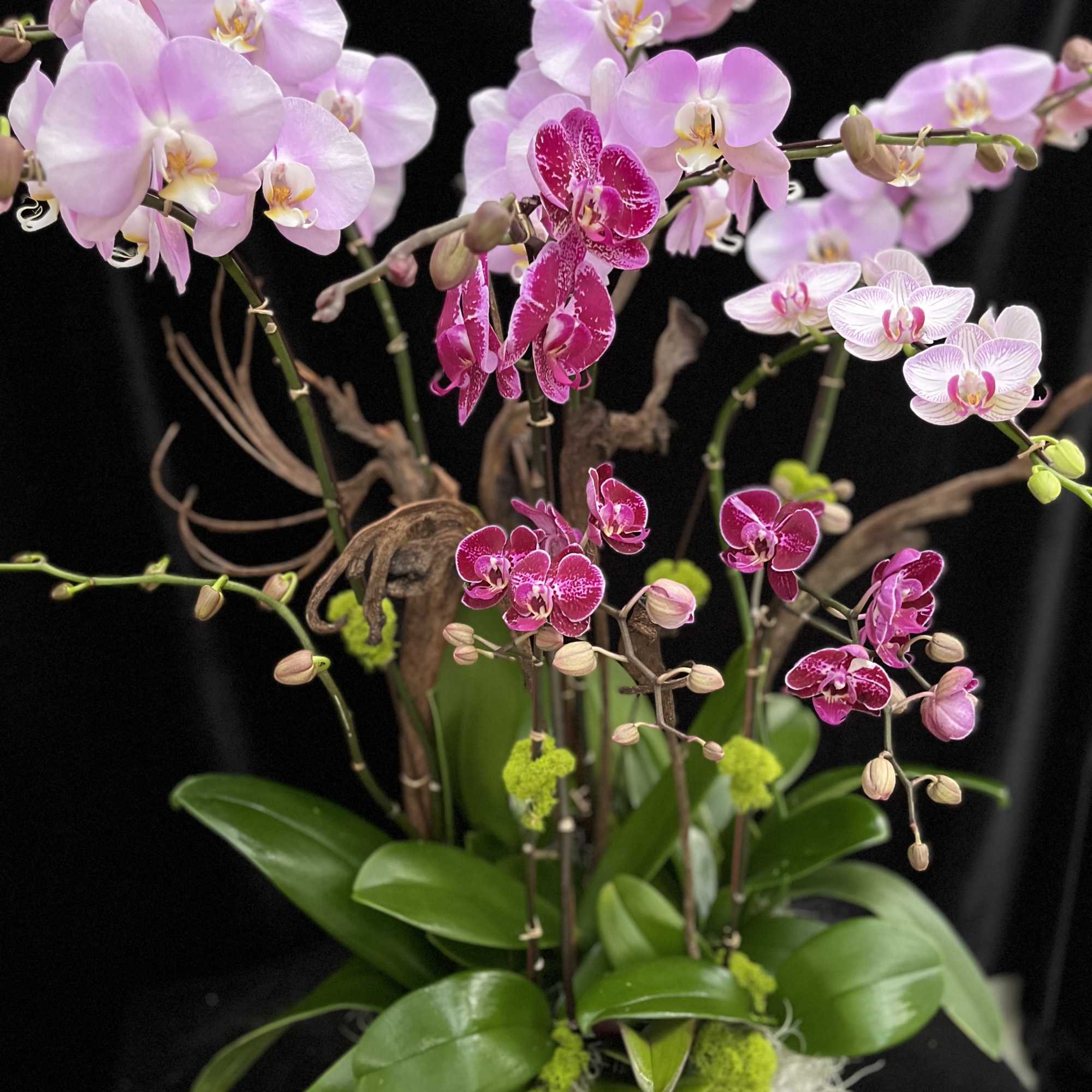 Mix custom Phal. Design 