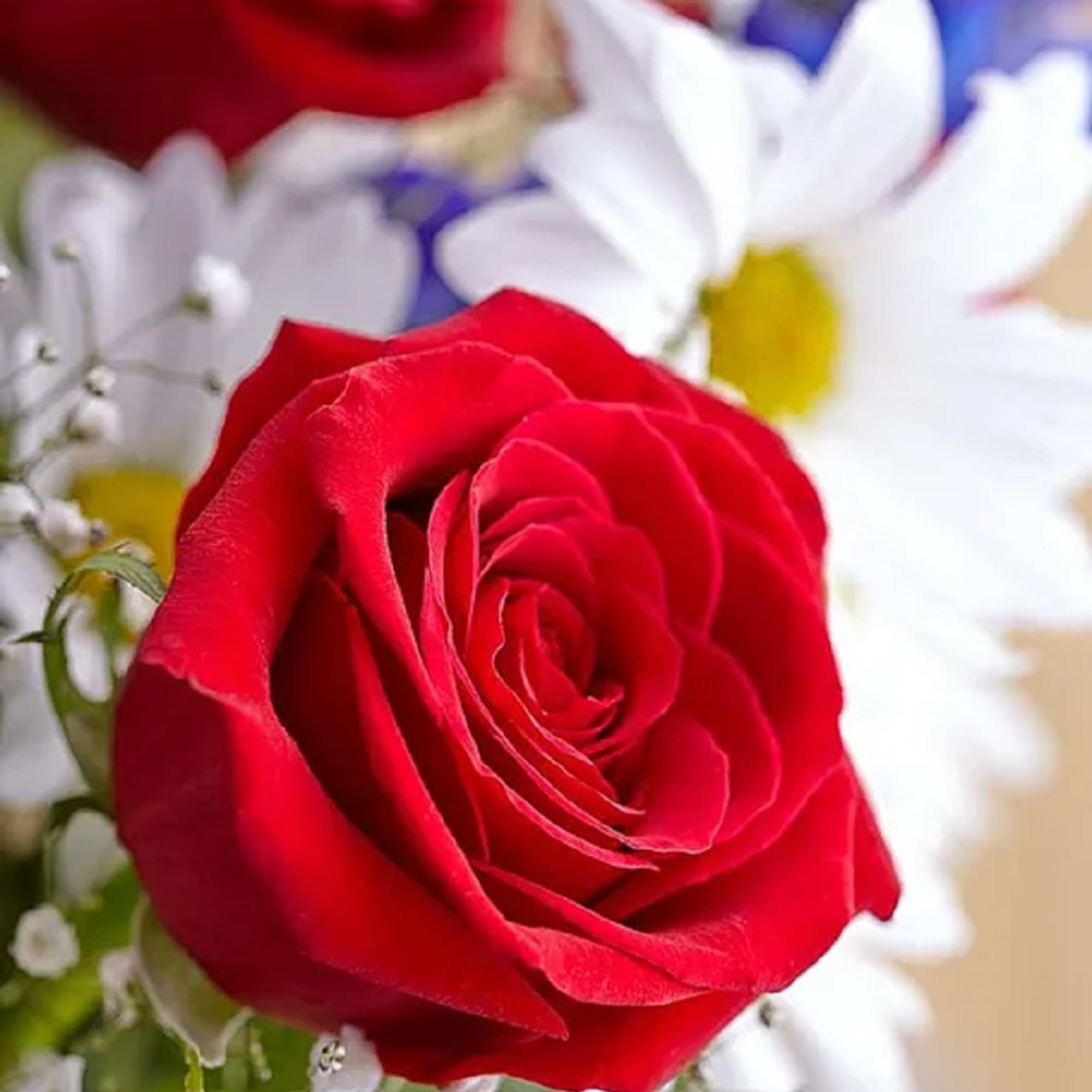 Celebrate American pride with our patriotic bouquet. Highlighted by an iconic yellow