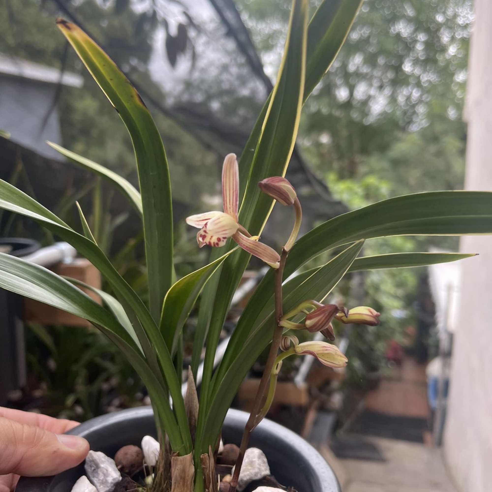 Golden Rainbow Chinese Orchid 

Our orchids are of only the highest quality