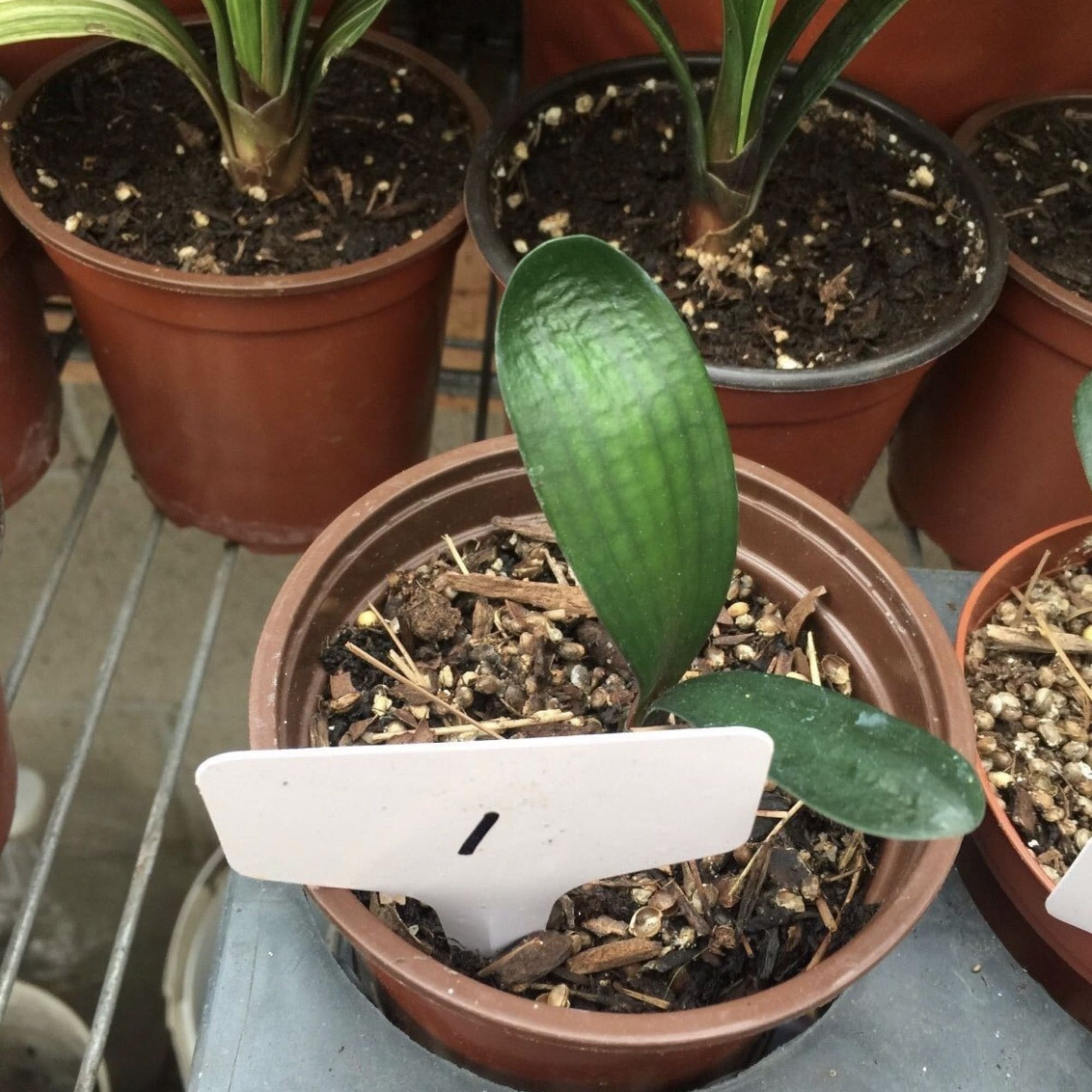 The Great Technician Clivia (1 1/2 year old) Our clivias are of