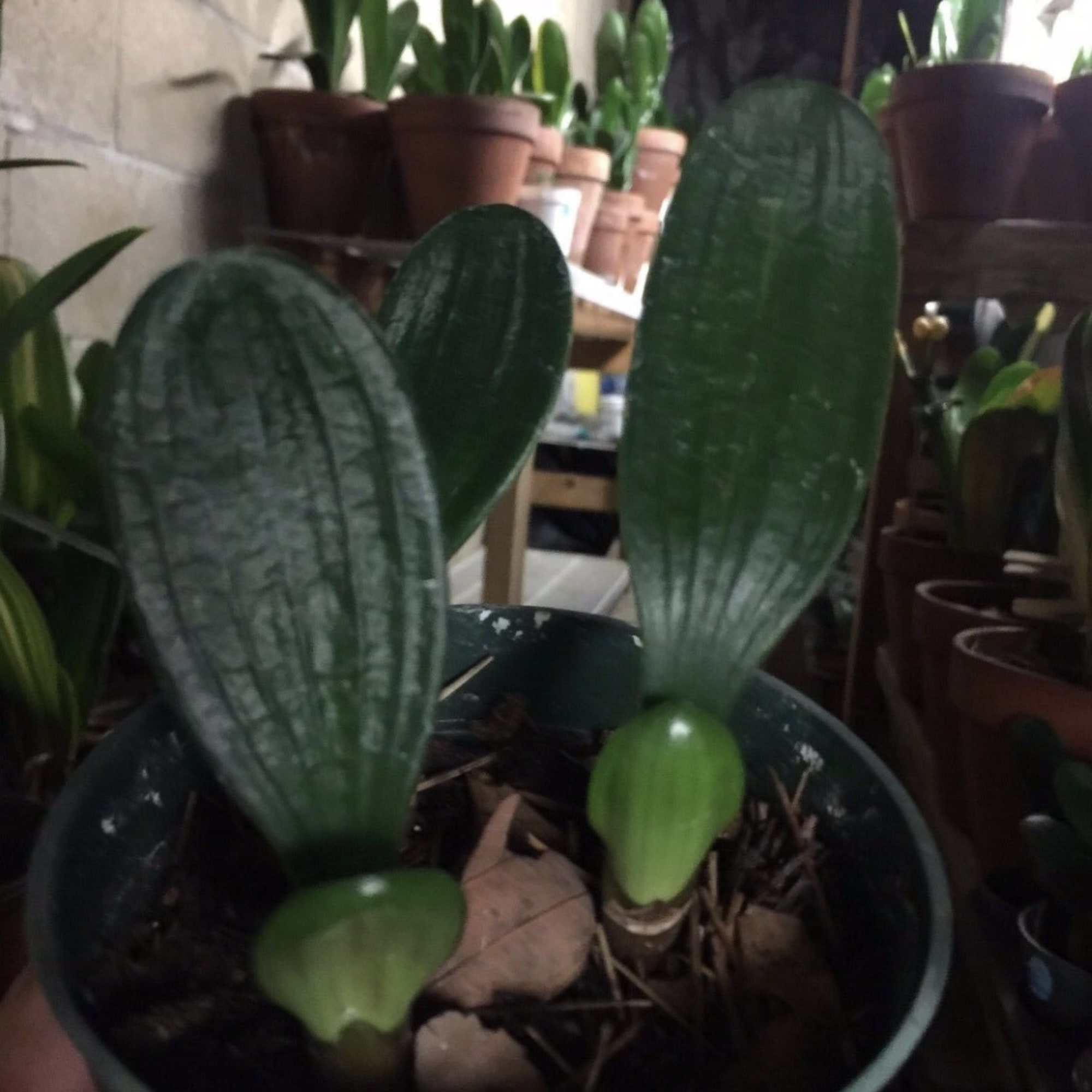 Standing Oil Master ( 1 year old plant ) Our clivias are