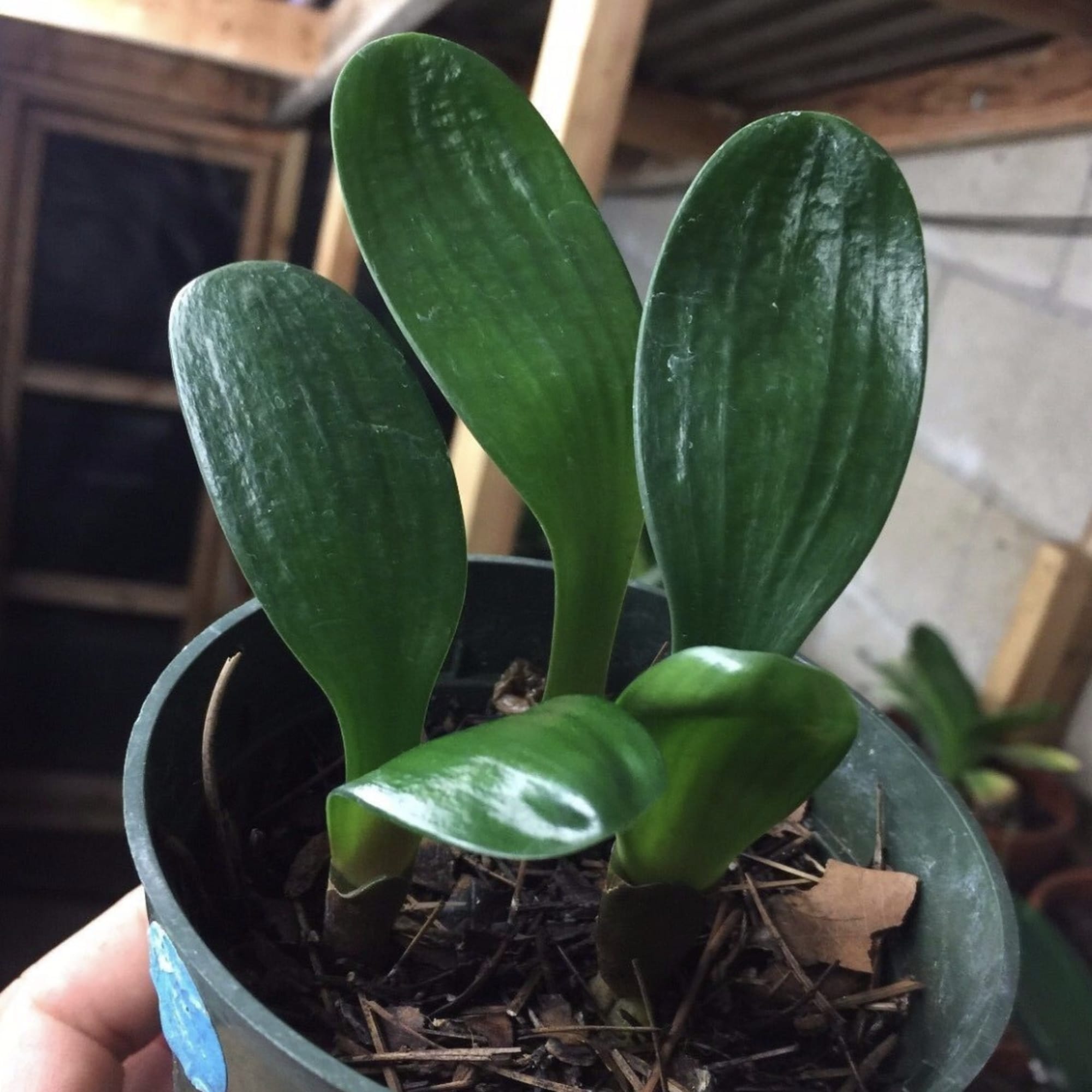 Standing Oil Master ( 1 year old plant ) Our clivias are