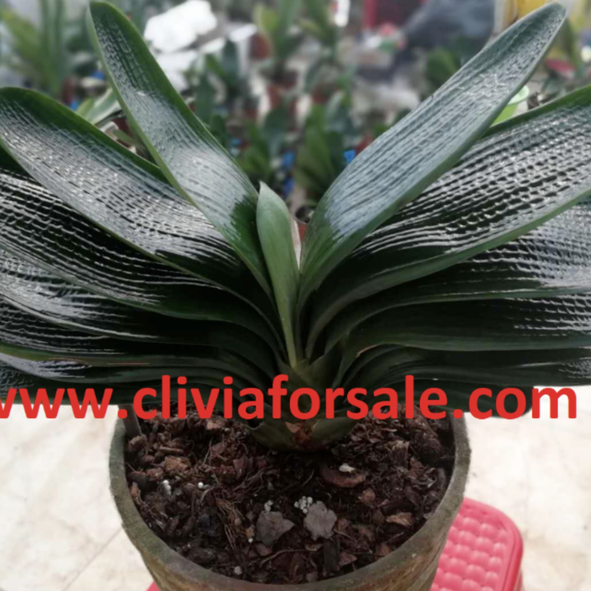 Dented Pit Face Seedlings ( 6 months ) Our clivias are of