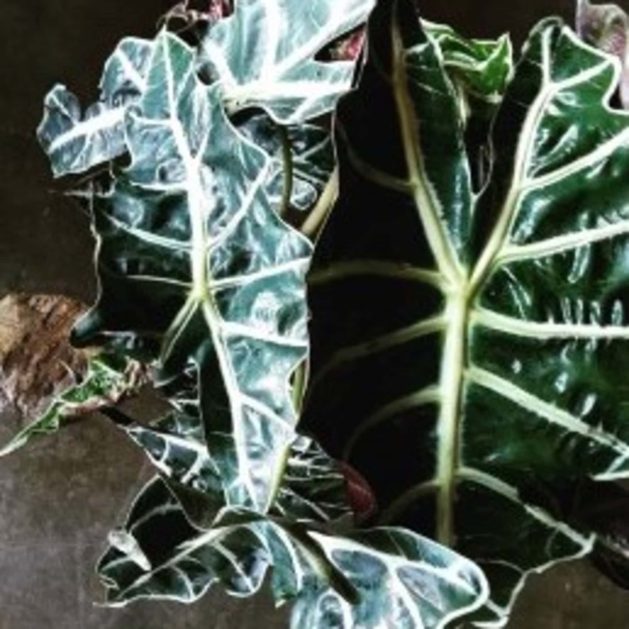 Our most beautiful and hearty tropical plants are sure to breathe life