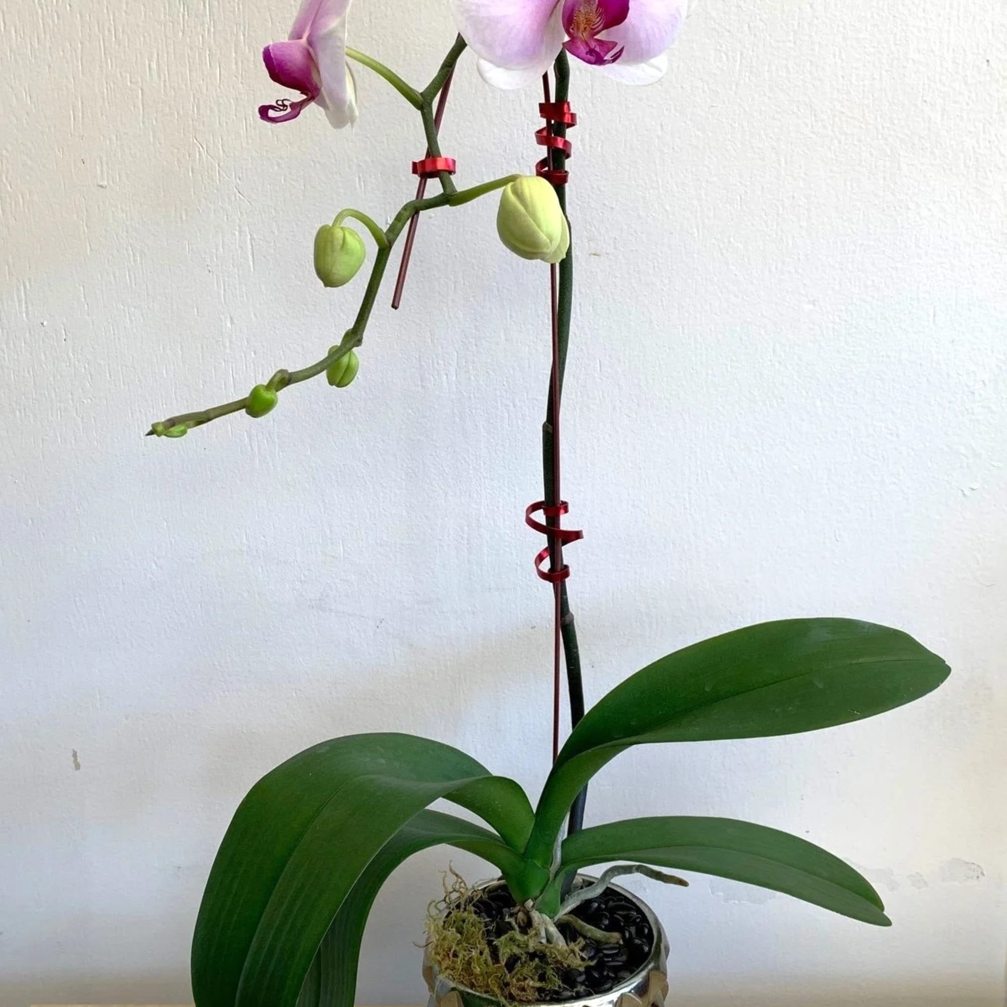 Phalaenopsis Orchid Plant tall or cascading in glass with moss bark and