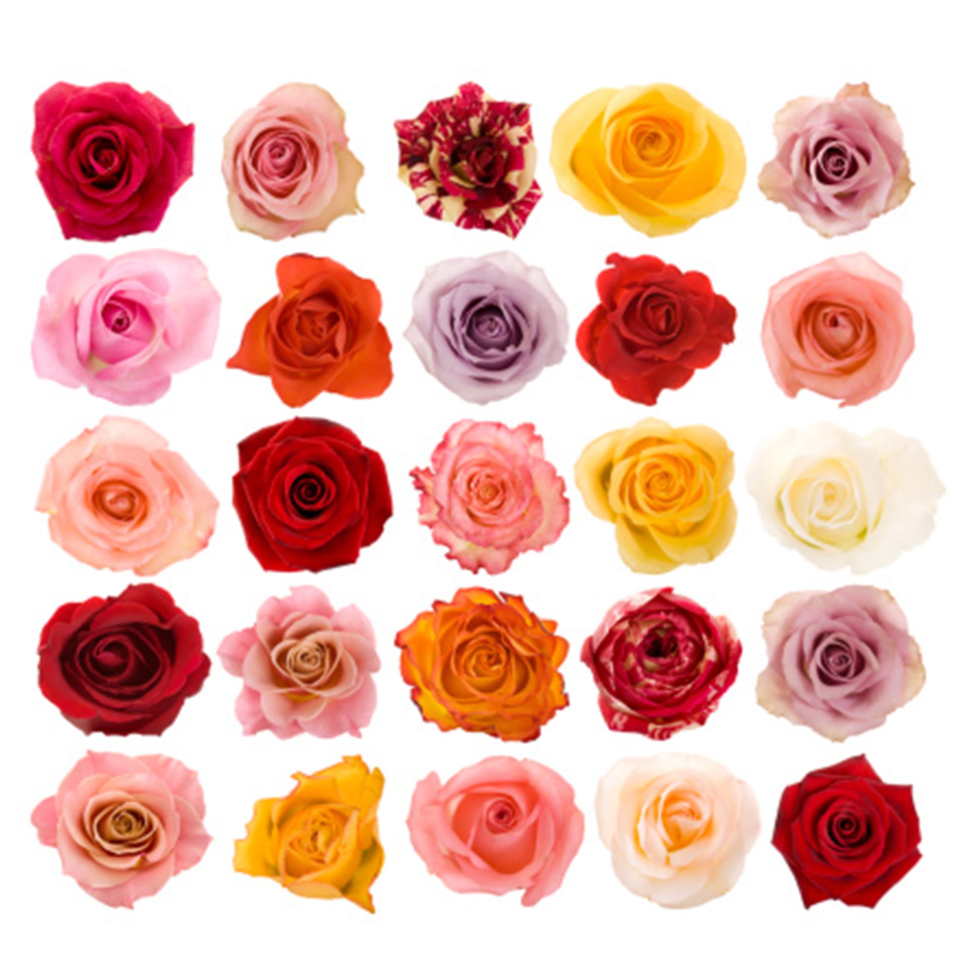 Roses in Keepsake Box (Regular or Forever Roses)

Surprise your significant other or