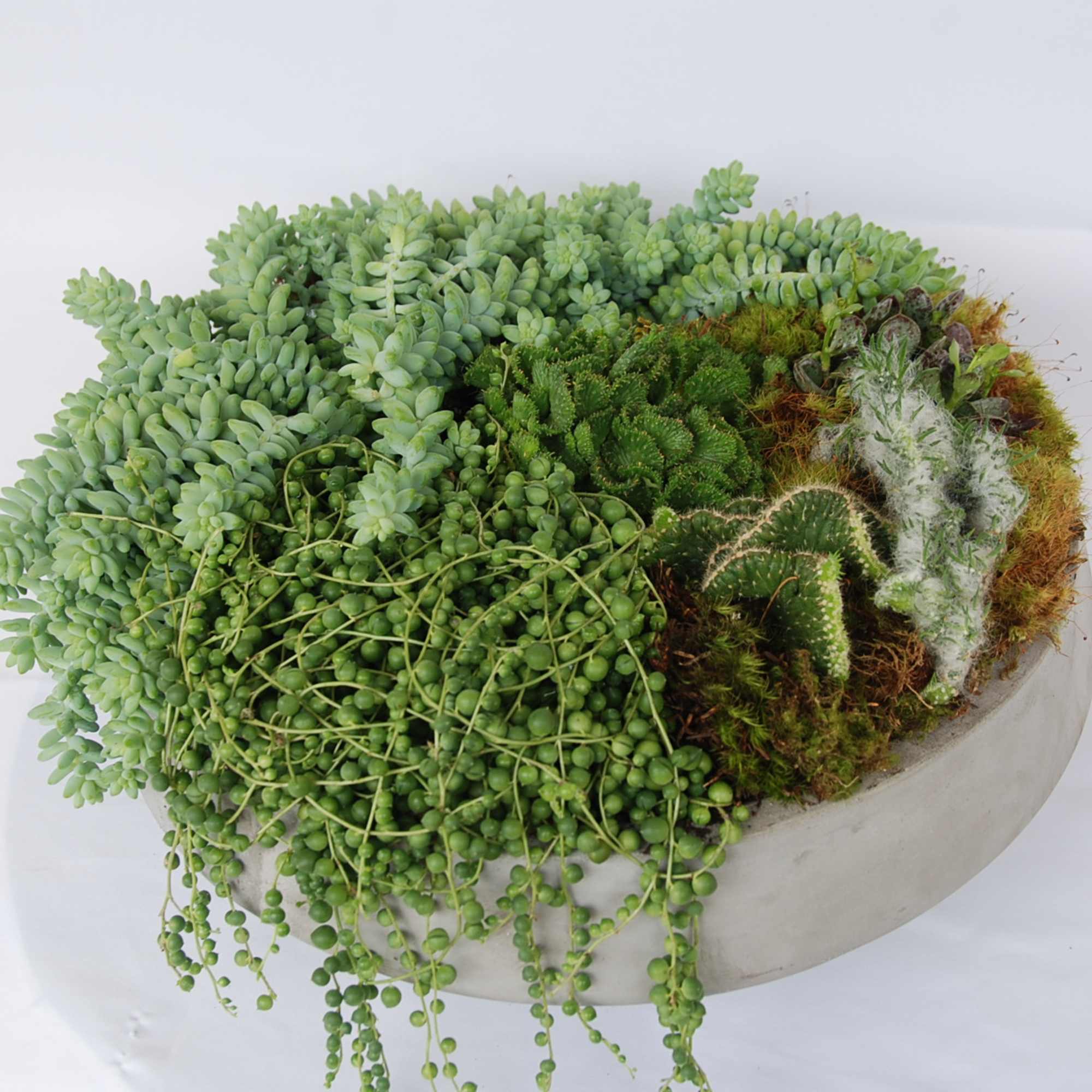 A beautiful selection of mixed succulents in an industrial concrete large bowl A beautiful selection of mixed succulents in an industrial concrete large bowl