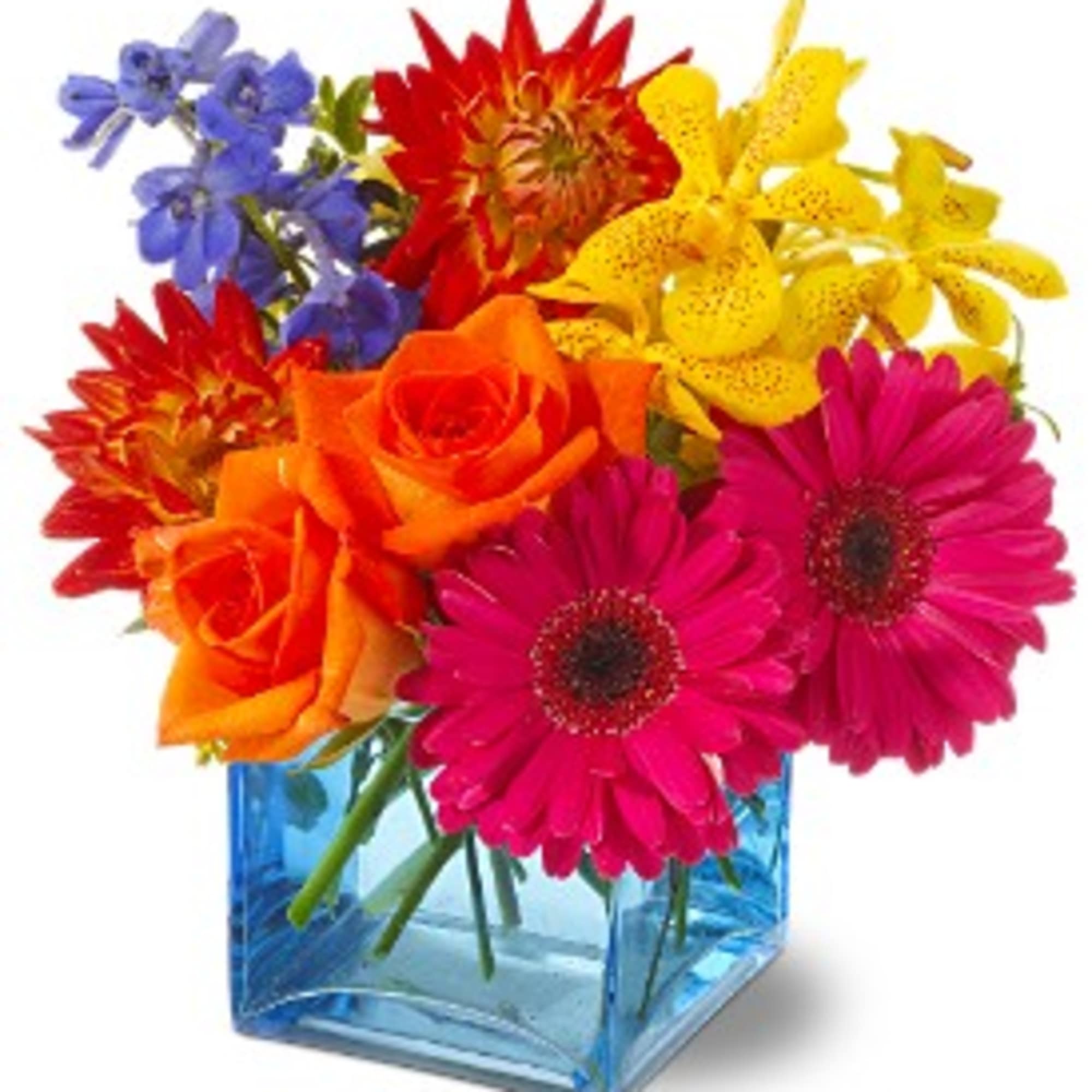 Gerber Daises, Roses, Mokara Orchids, Delphinium, and Dahlias in a Blue Cube