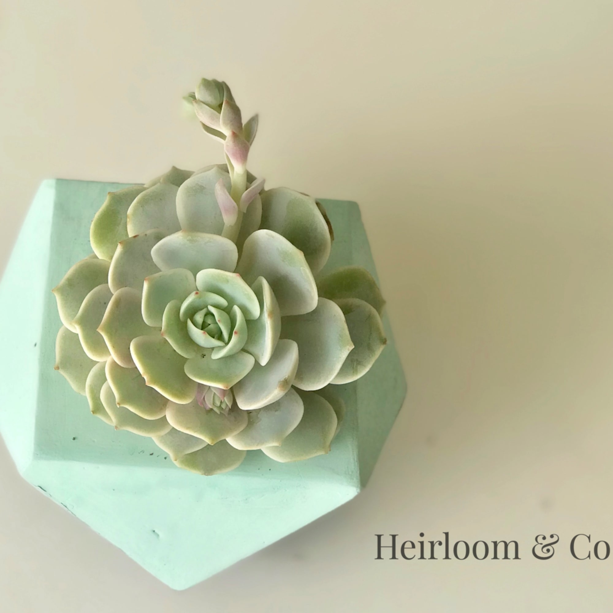 Mint and Charcoal-Navy Geometric cement container with a rather rare succulent.