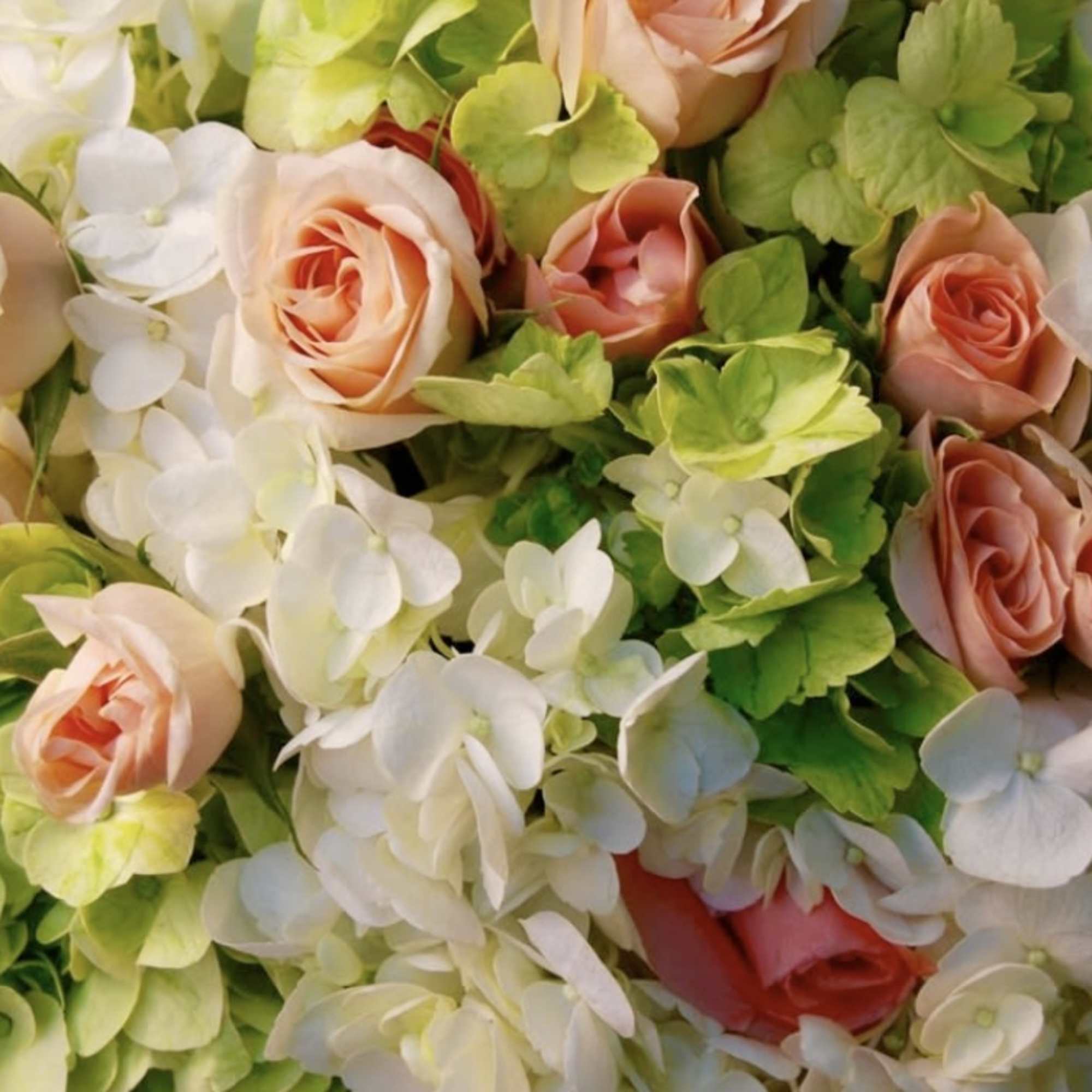 Green and White Hydrangeas, with a sprinkle of peach spray roses, wrapped