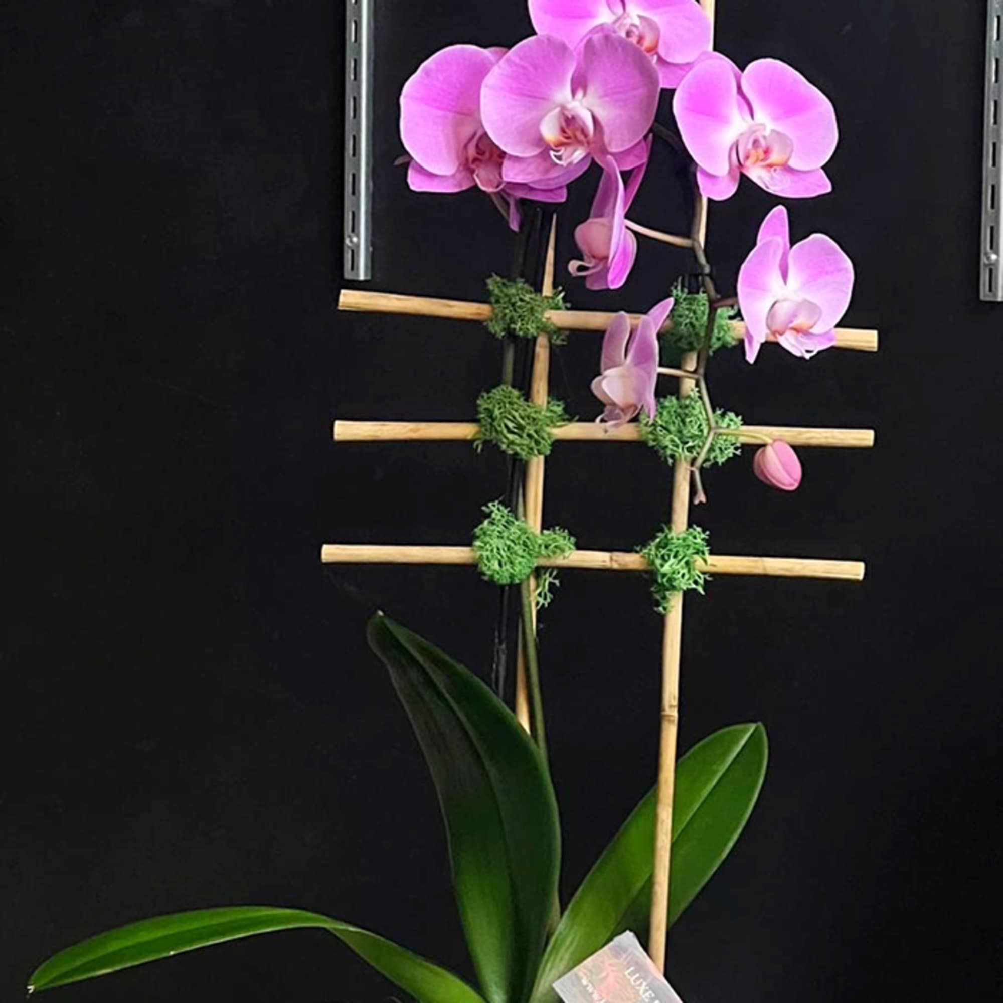 Luxe Orchid Design 1
