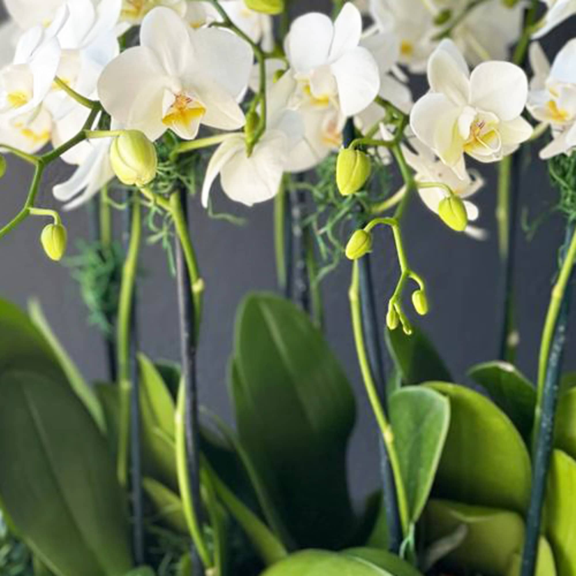 White Orchids in Ceramic Oval Bowl
Includes 9 Mini Orchids in a Ceramic