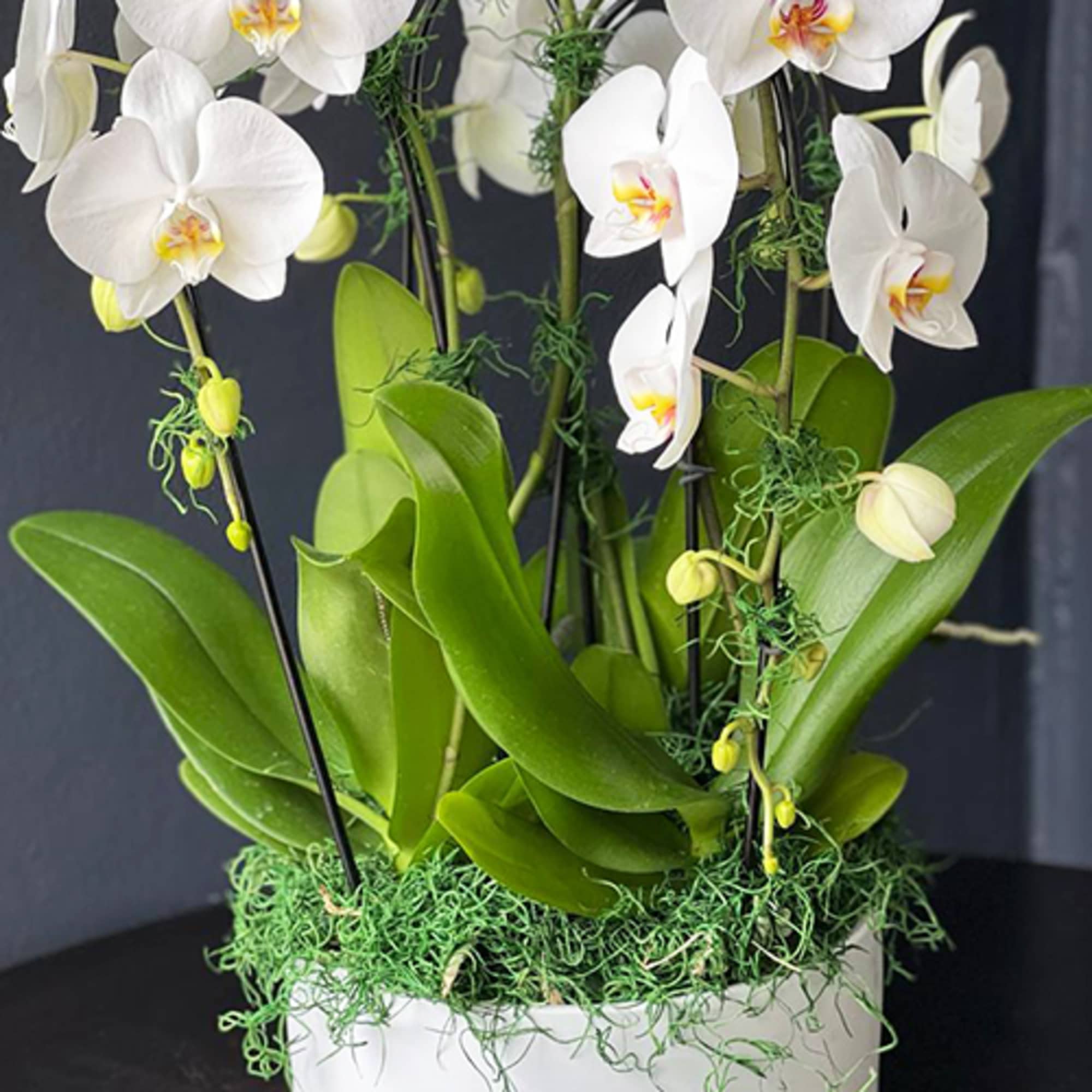Luxe Orchids Design in white ceramic vase with 4 cascading large white