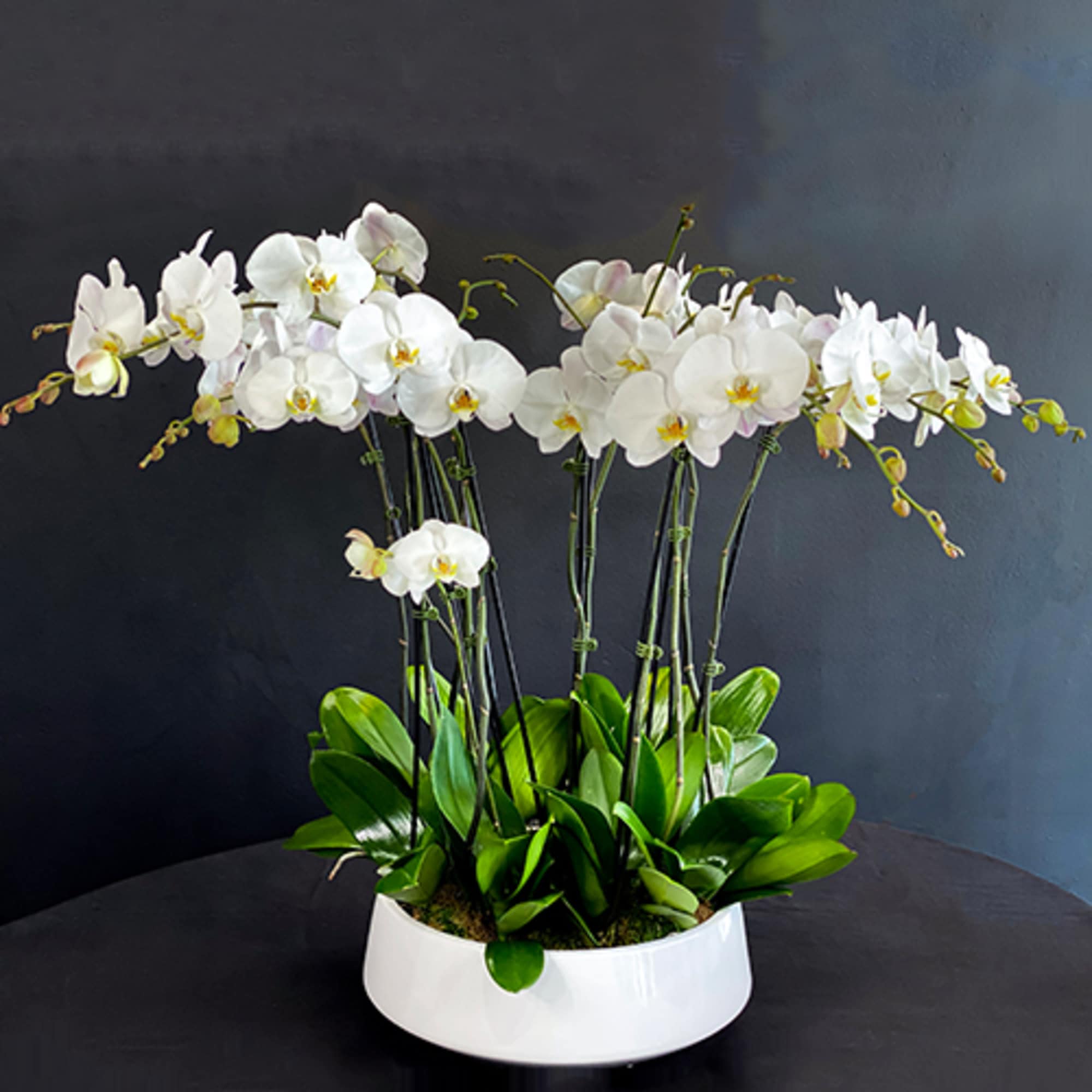 Luxury tall and large design with phalaenopsis orchids. Includes 8-10 stems of